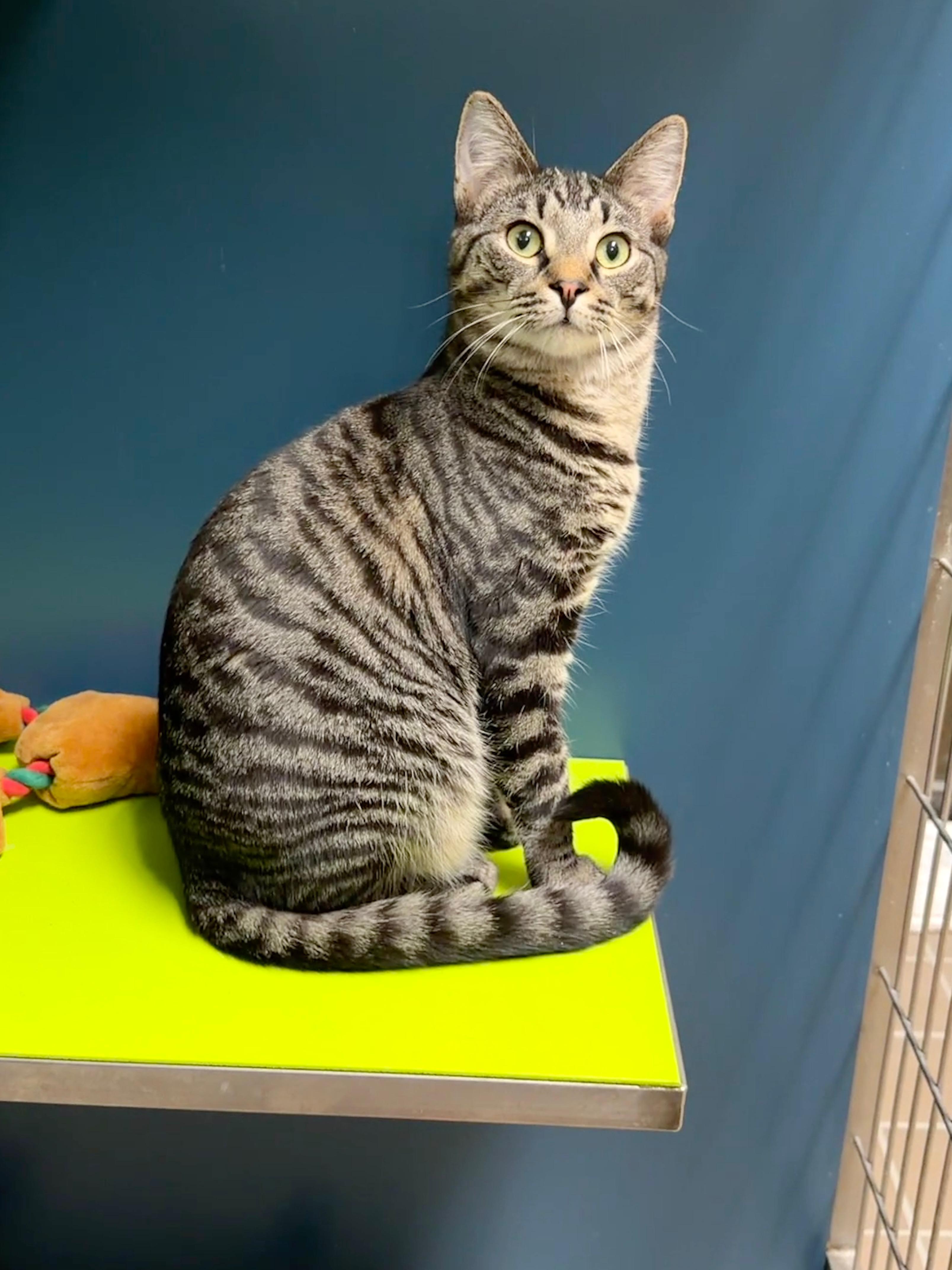 Johnny, Adoptable, Kitten Male Domestic Short Hair.