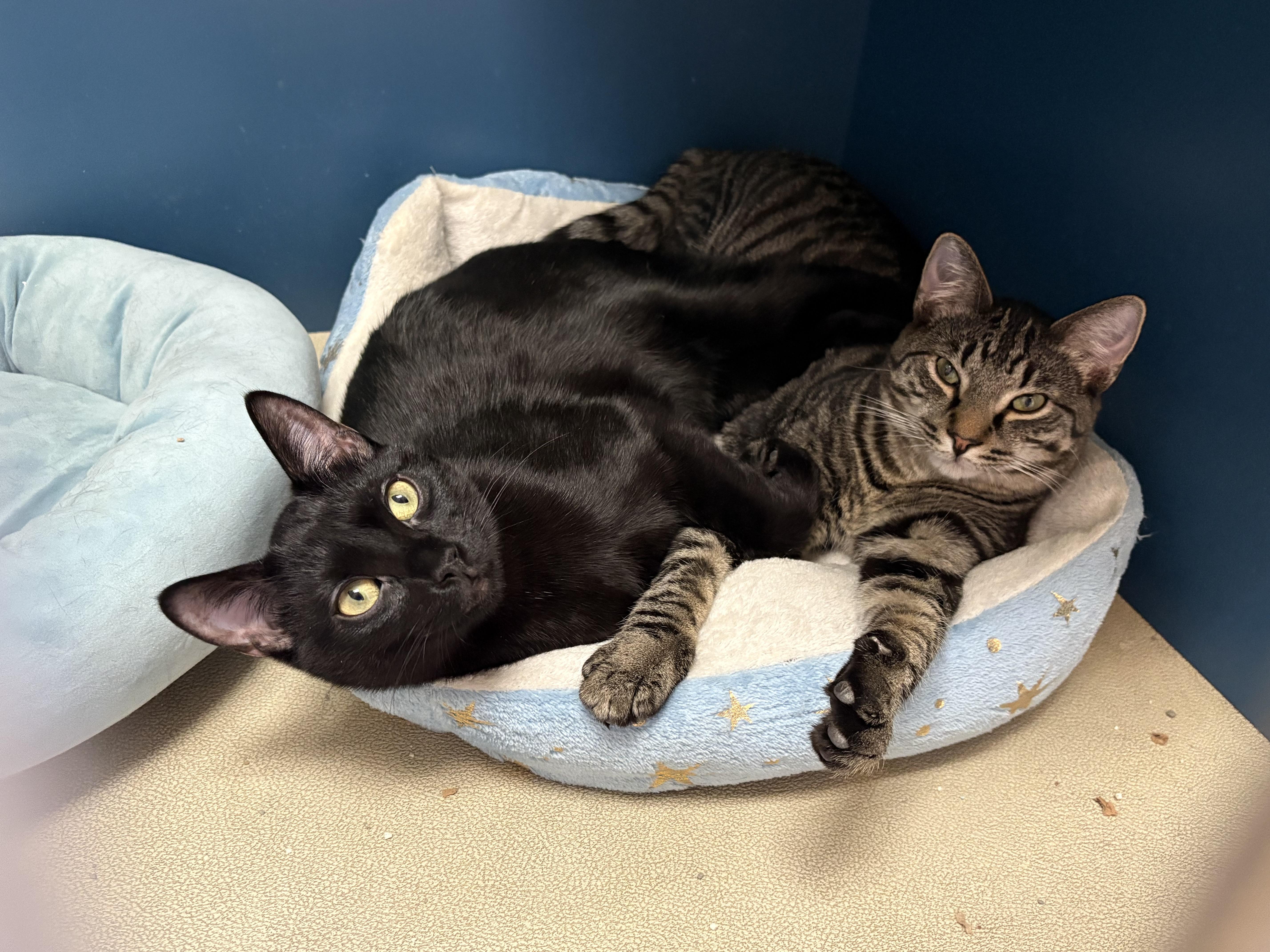 Enlarge Johnny, a Adoptable Domestic Short Hair in Wantagh, NY image 2/4