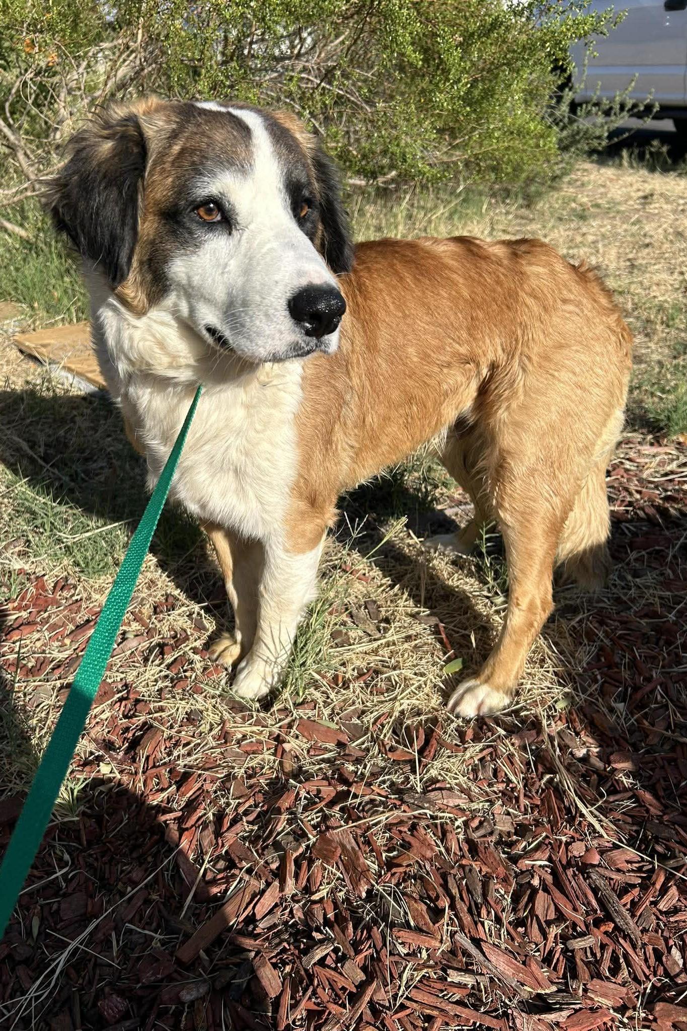 Clover, a Adoptable mixed breed in Mesa, AZ image 2/6