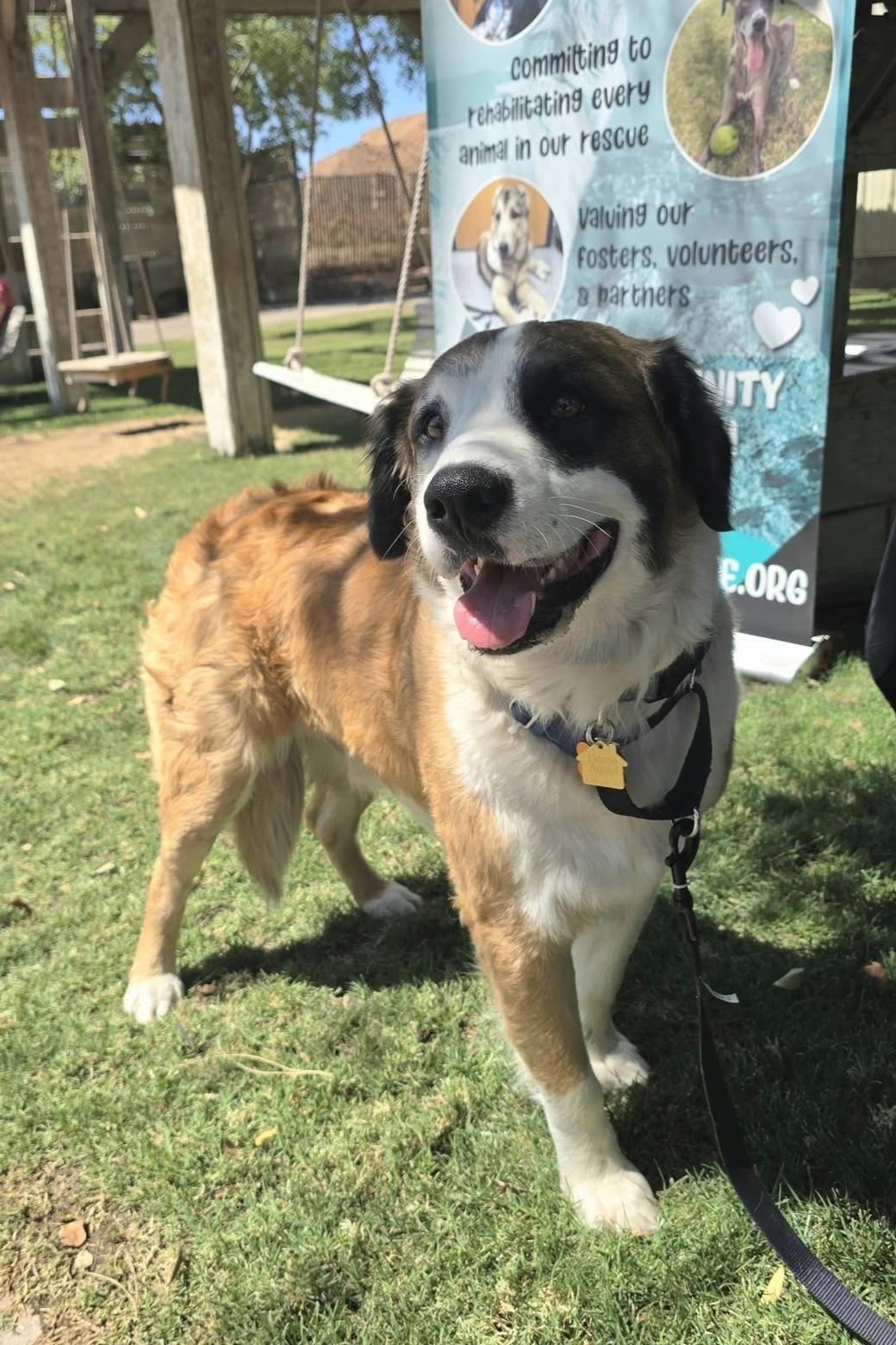 Clover, a Adoptable mixed breed in Mesa, AZ image 4/6