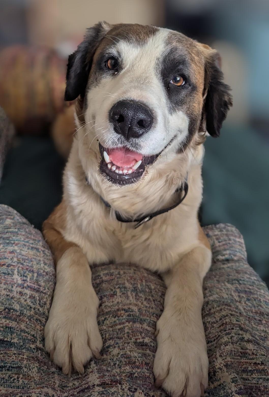 Clover, a Adoptable mixed breed in Mesa, AZ image 5/6