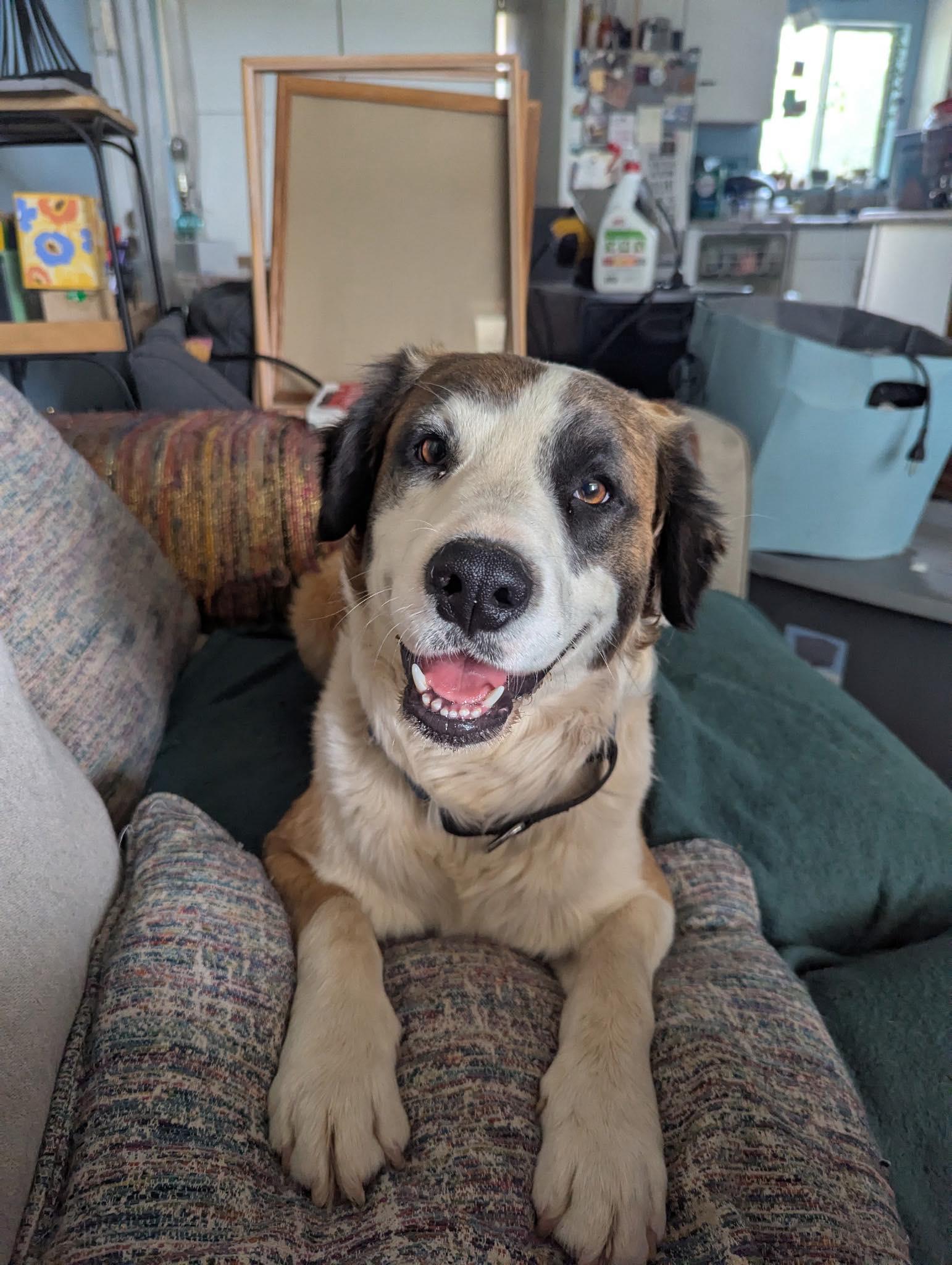 Clover, a Adoptable mixed breed in Mesa, AZ image 6/6