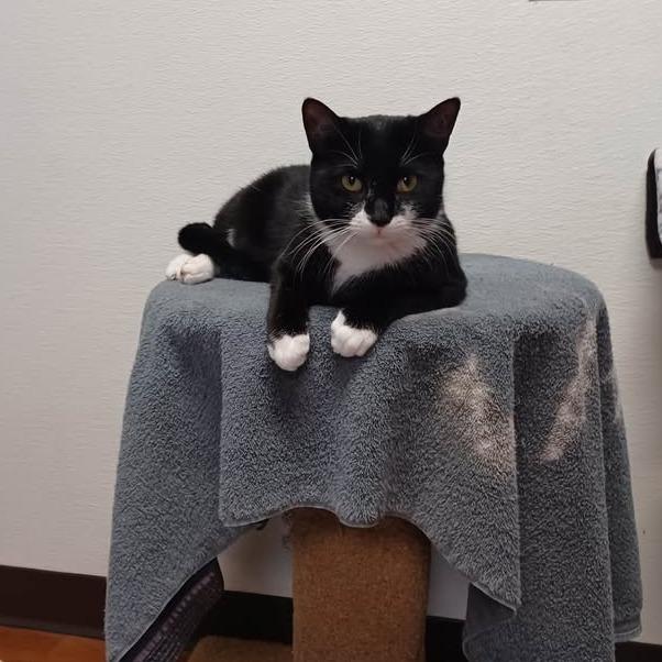 Enlarge Nimbus, a Adoptable Domestic Short Hair in Milan, IL image 2/5