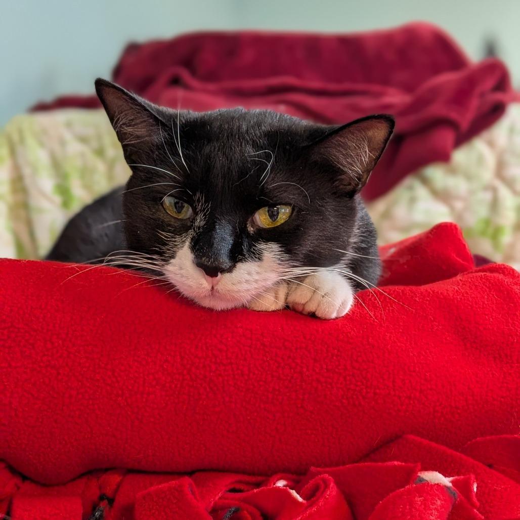 Enlarge Nimbus, a Adoptable Domestic Short Hair in Milan, IL image 2/4