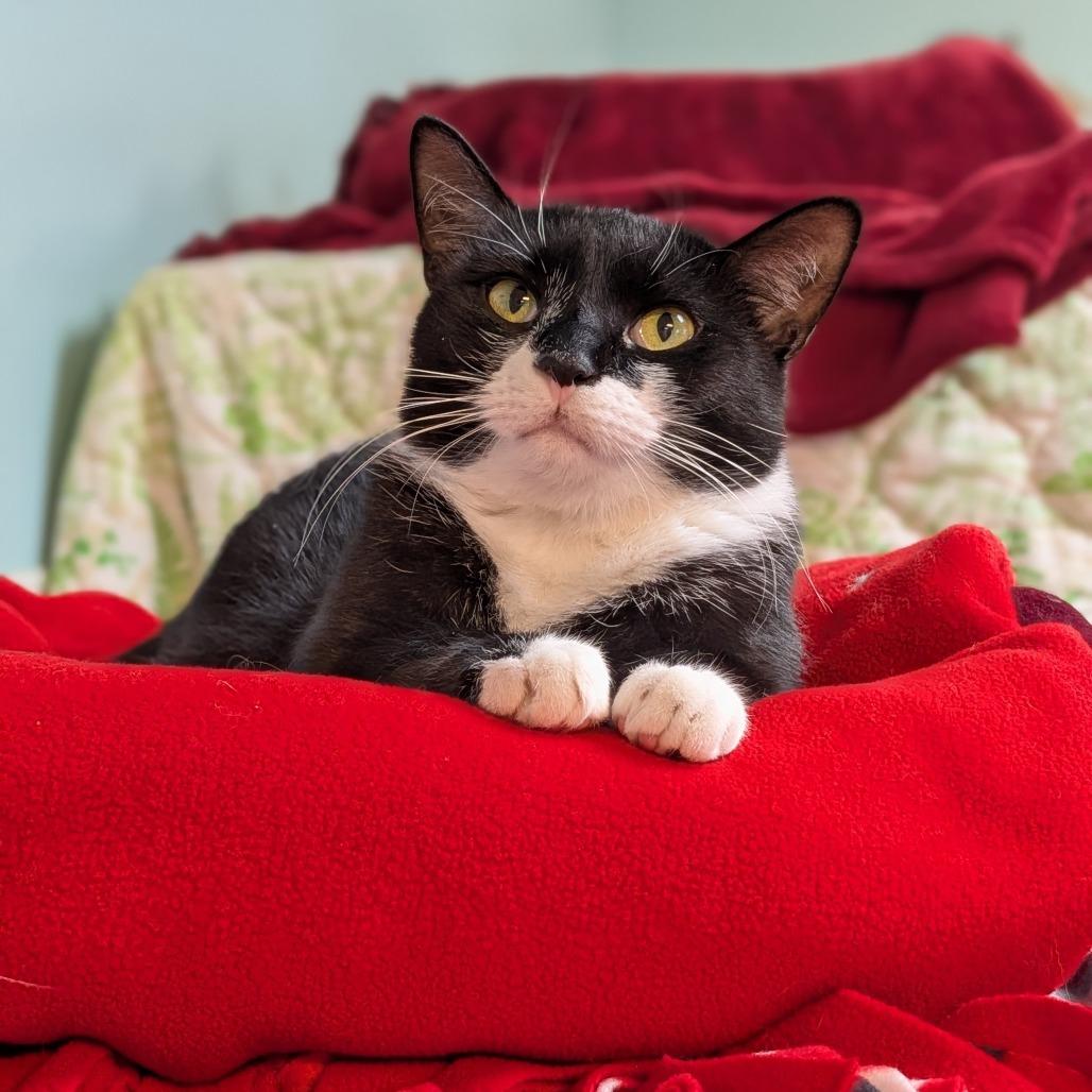 Enlarge Nimbus, a Adoptable Domestic Short Hair in Milan, IL image 3/4