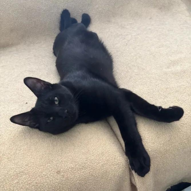 Enlarge Bean, a ADOPTABLE Domestic Short Hair in Weehawken, NJ image 2/3