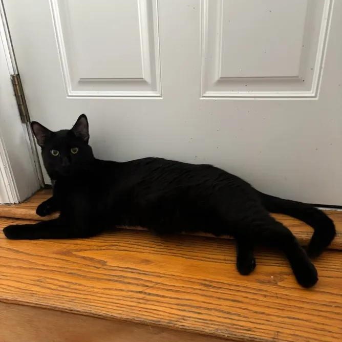 Enlarge Bean, a ADOPTABLE Domestic Short Hair in Weehawken, NJ image 3/3