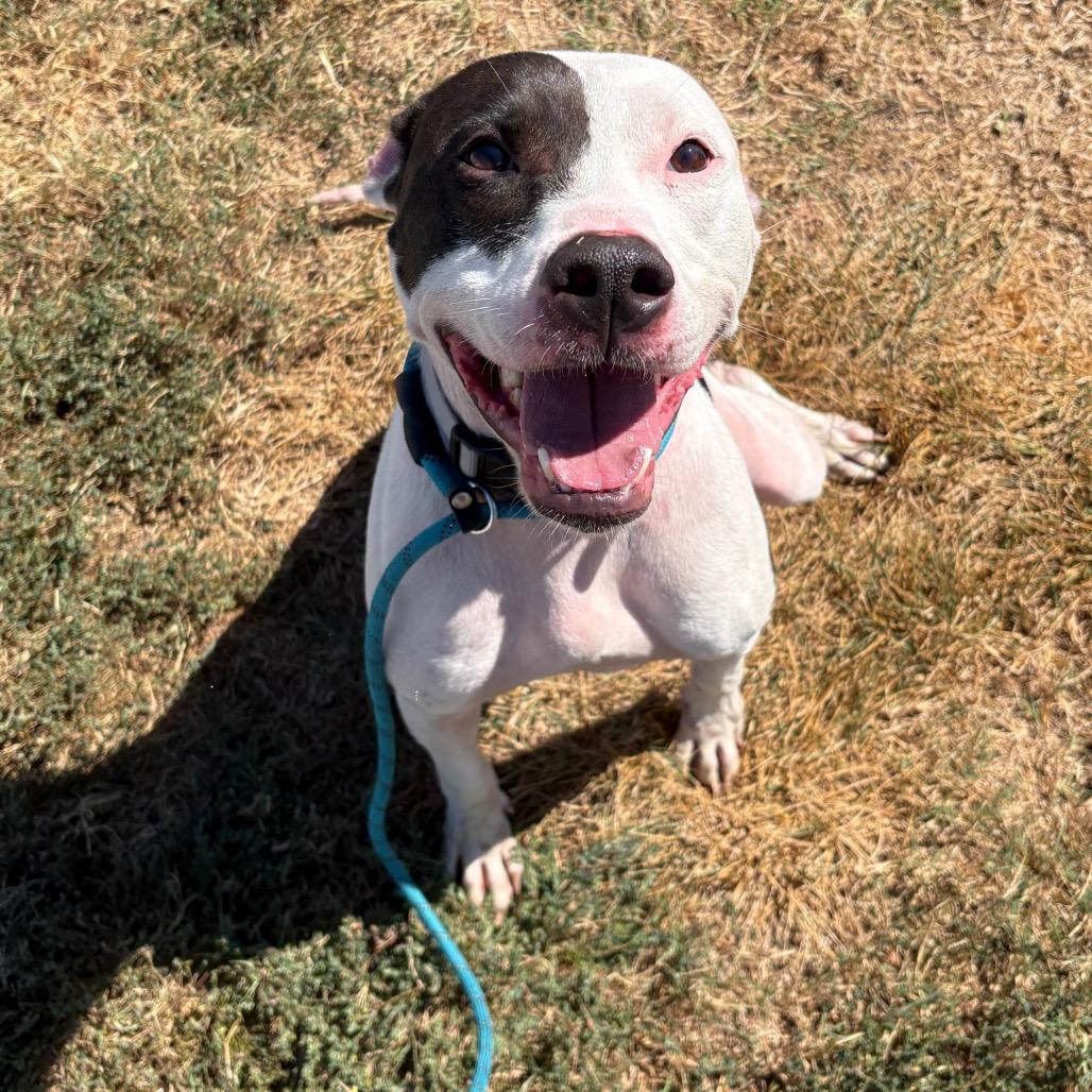 Ace, Adoptable, Adult Male Pit Bull Terrier & Mixed Breed.
