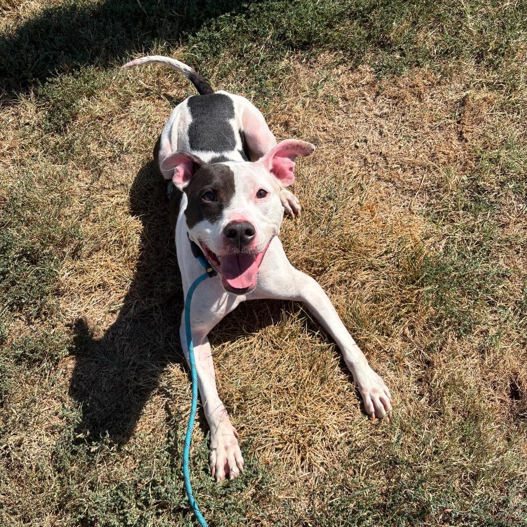 Enlarge Ace, a Adoptable mixed breed in Springfield, MO image 2/5