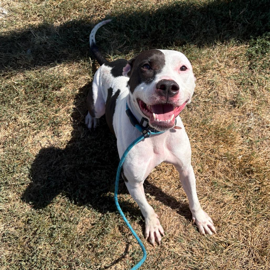 Enlarge Ace, a Adoptable mixed breed in Springfield, MO image 3/5