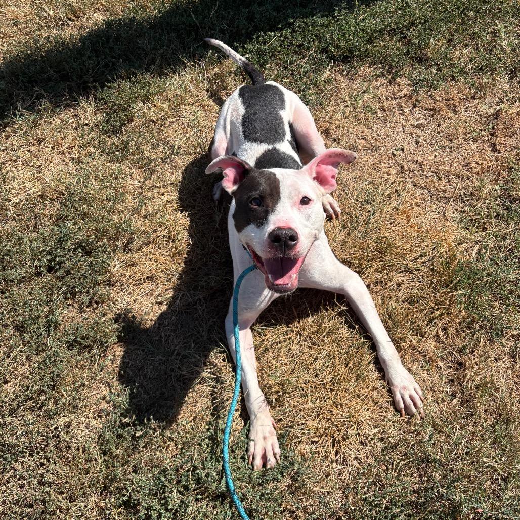 Enlarge Ace, a Adoptable mixed breed in Springfield, MO image 4/5