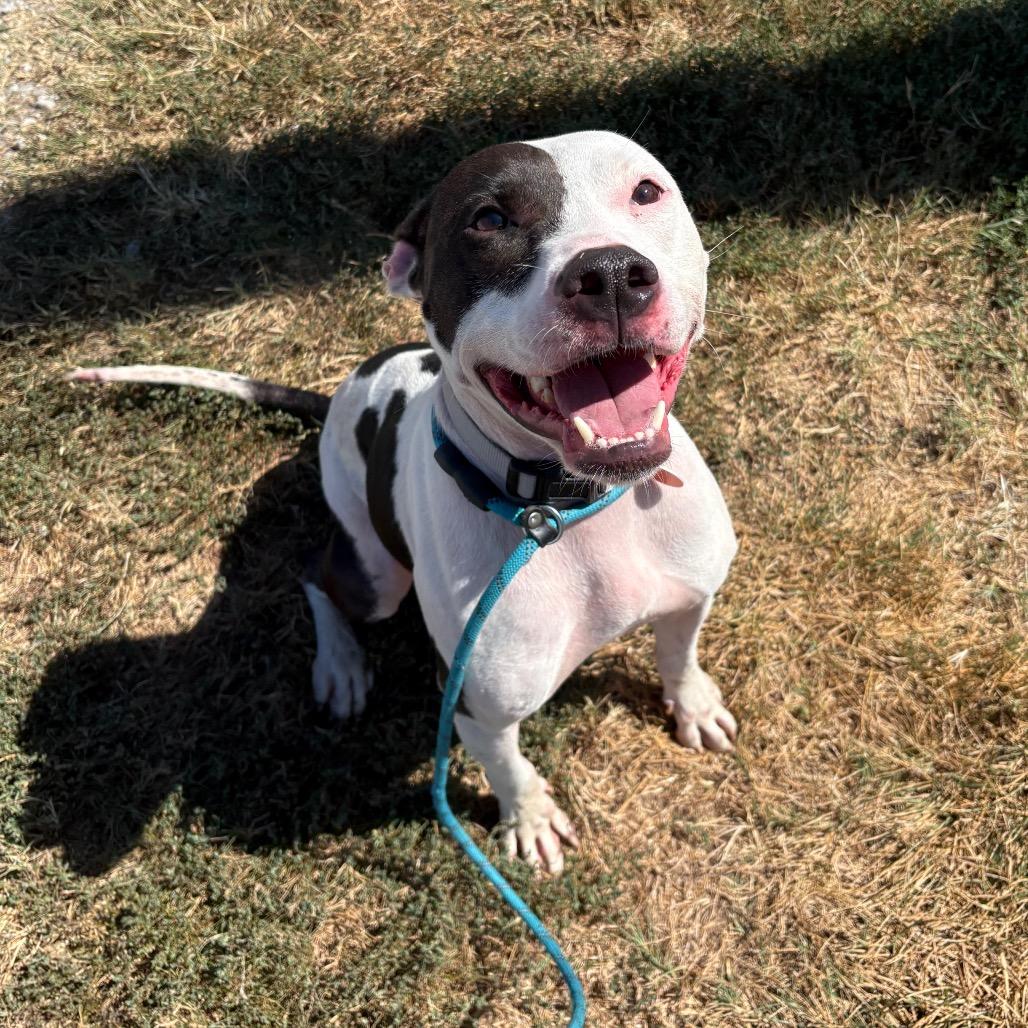 Enlarge Ace, a Adoptable mixed breed in Springfield, MO image 5/5