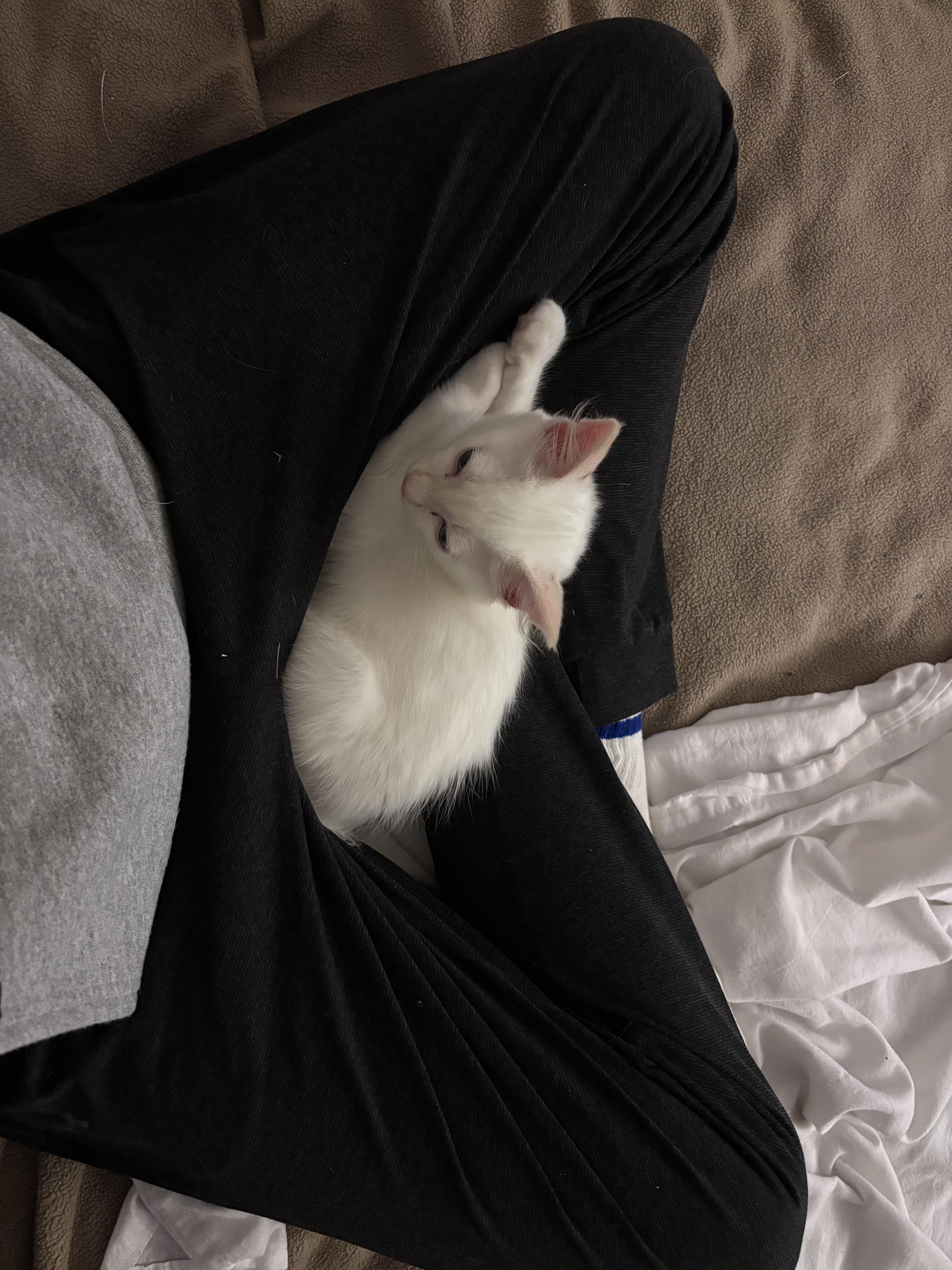 Enlarge Anastasia , an adopted mixed breed in Gig Harbor, WA image 6/6