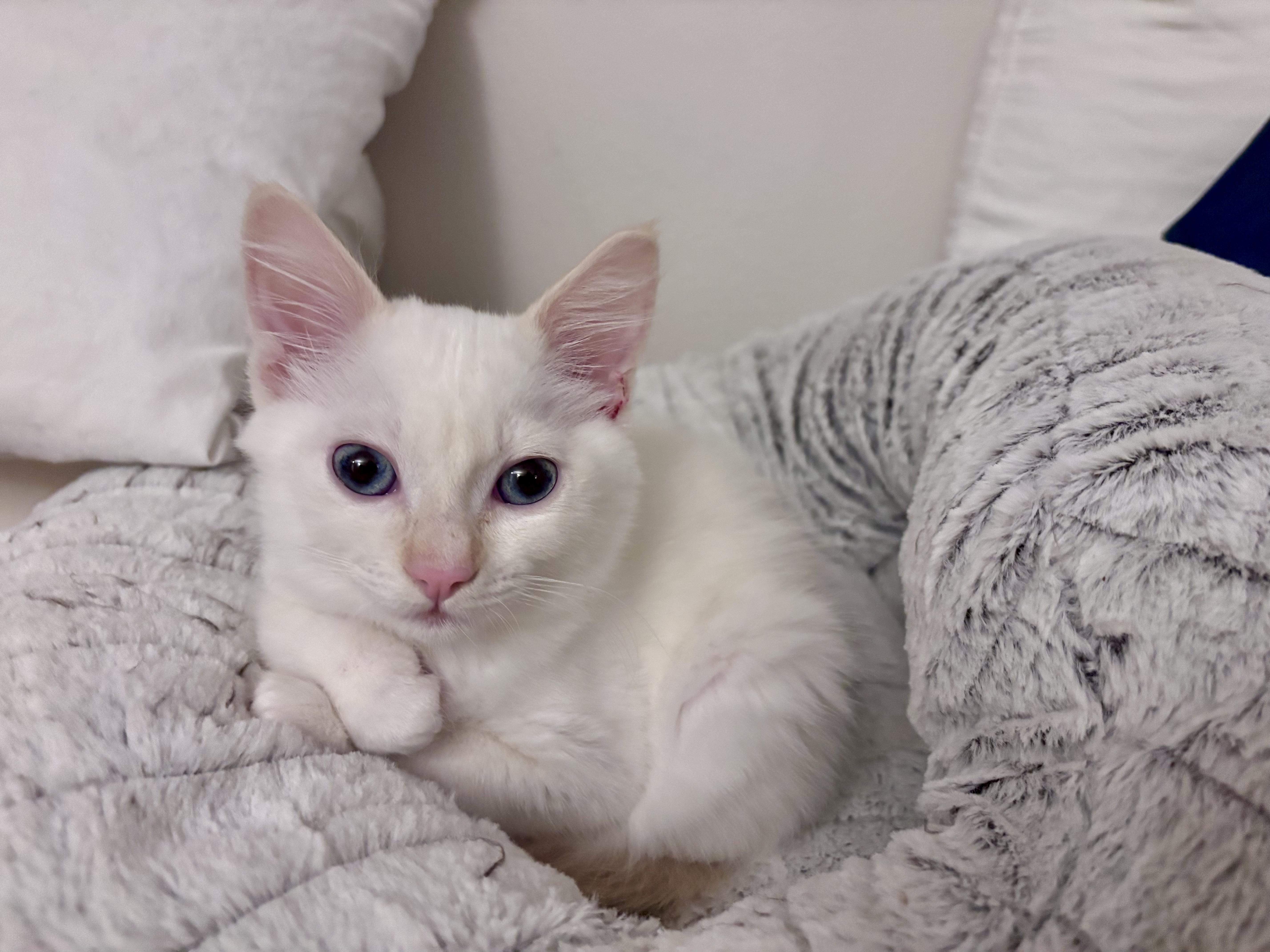 Anastasia , adoptable, Kitten Female Domestic Medium Hair & Siamese.