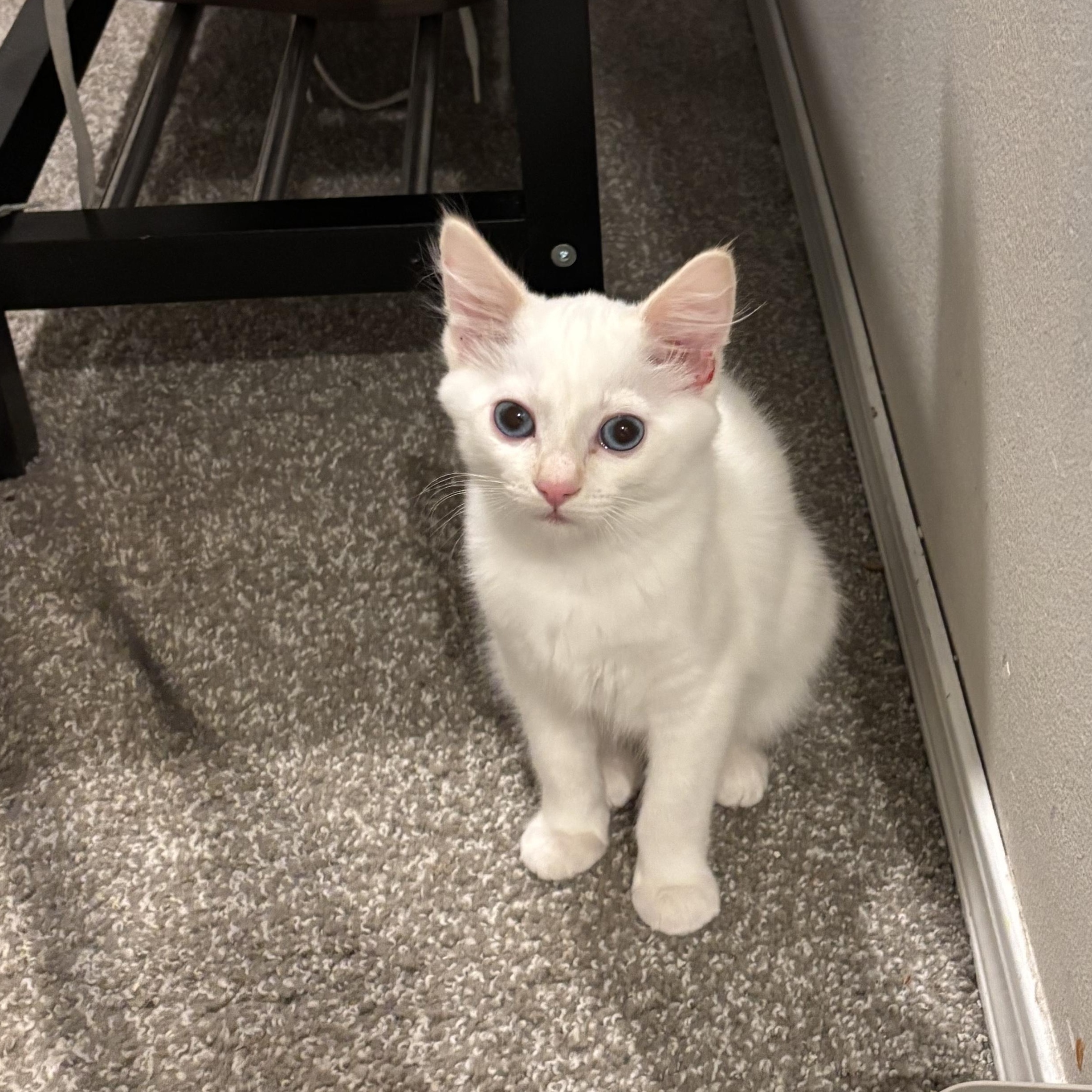 Enlarge Anastasia , an adopted mixed breed in Gig Harbor, WA image 3/6