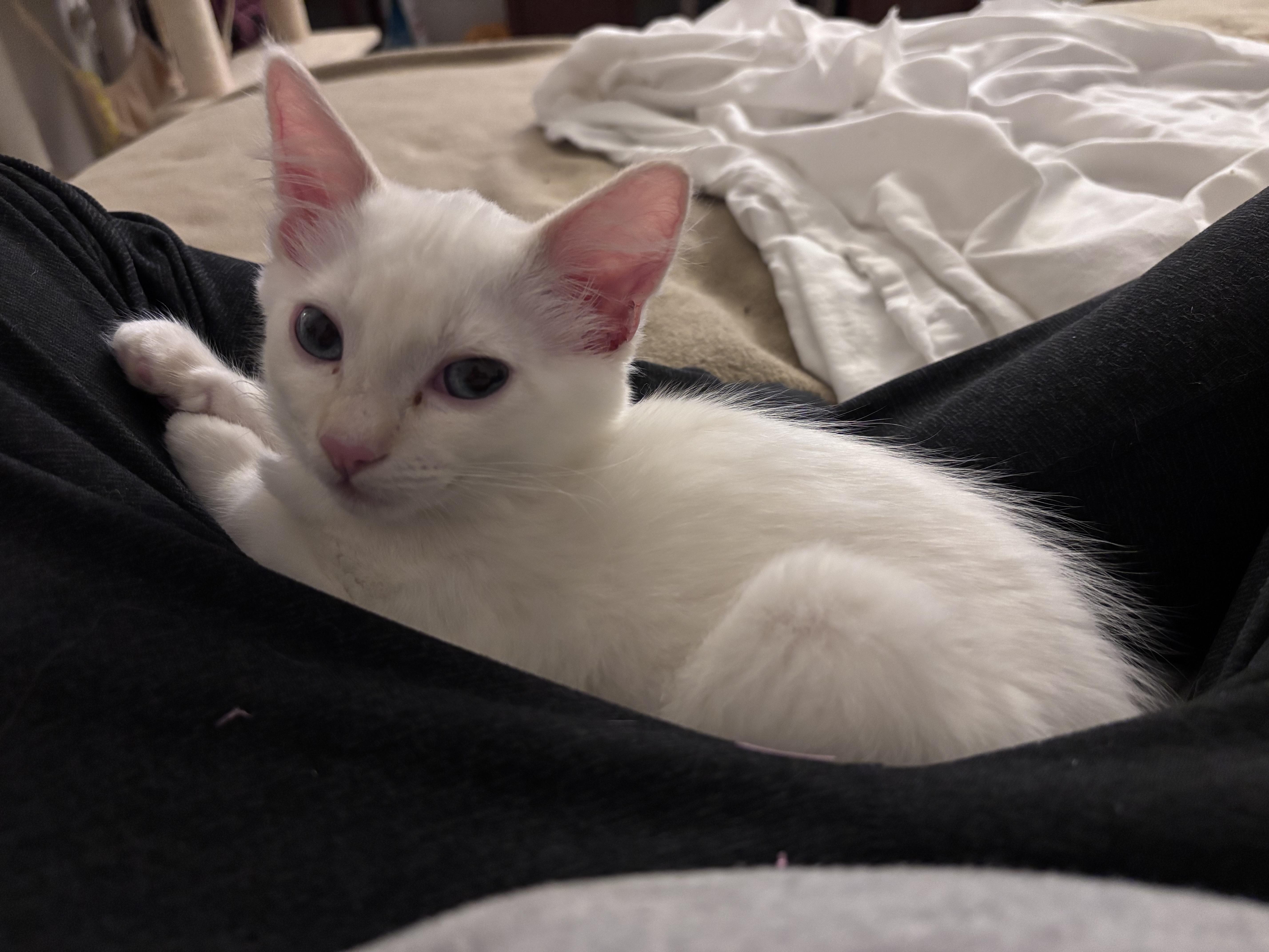 Enlarge Anastasia , an adopted mixed breed in Gig Harbor, WA image 5/6