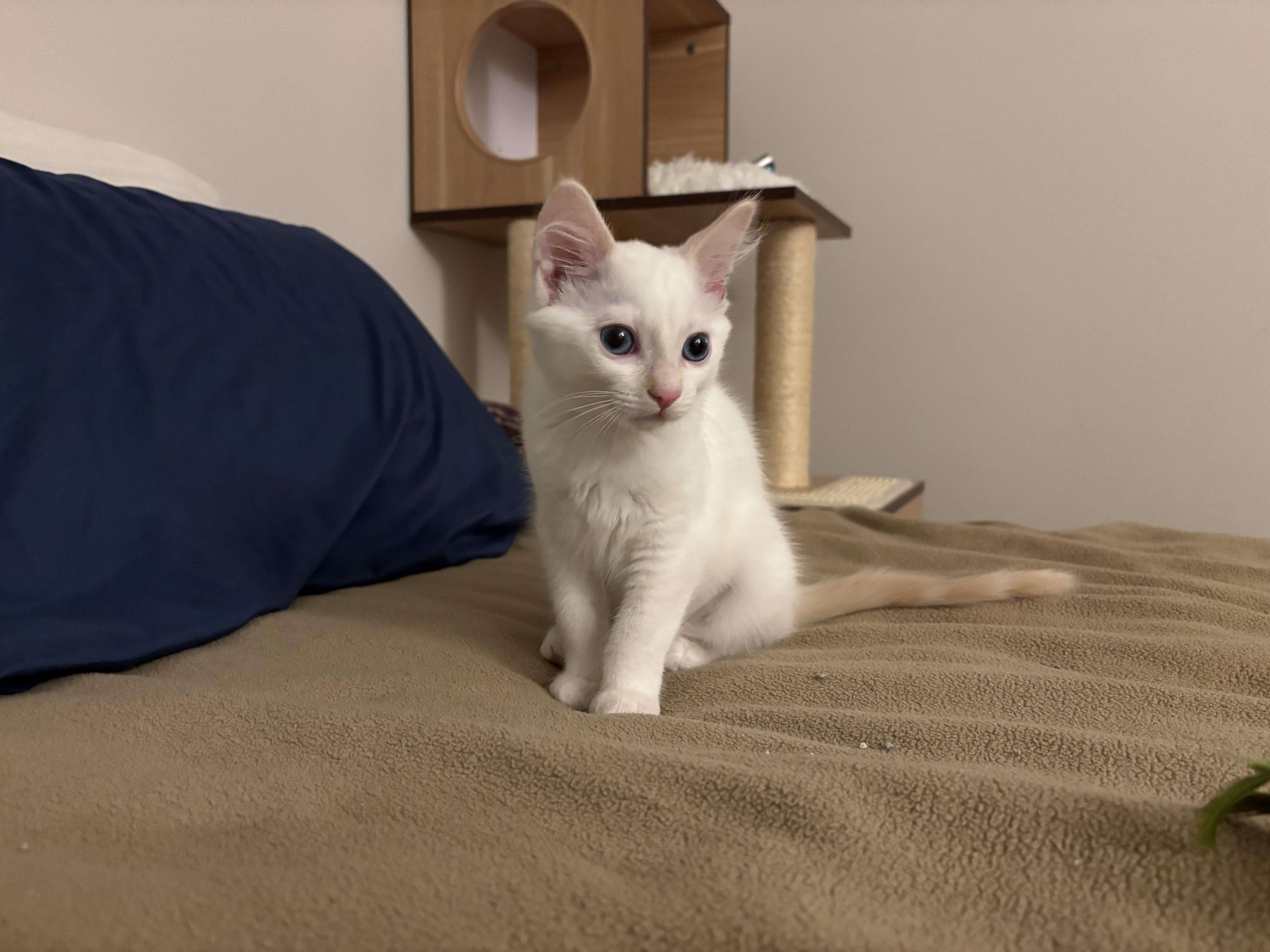 Enlarge Anastasia , an adopted mixed breed in Gig Harbor, WA image 4/6