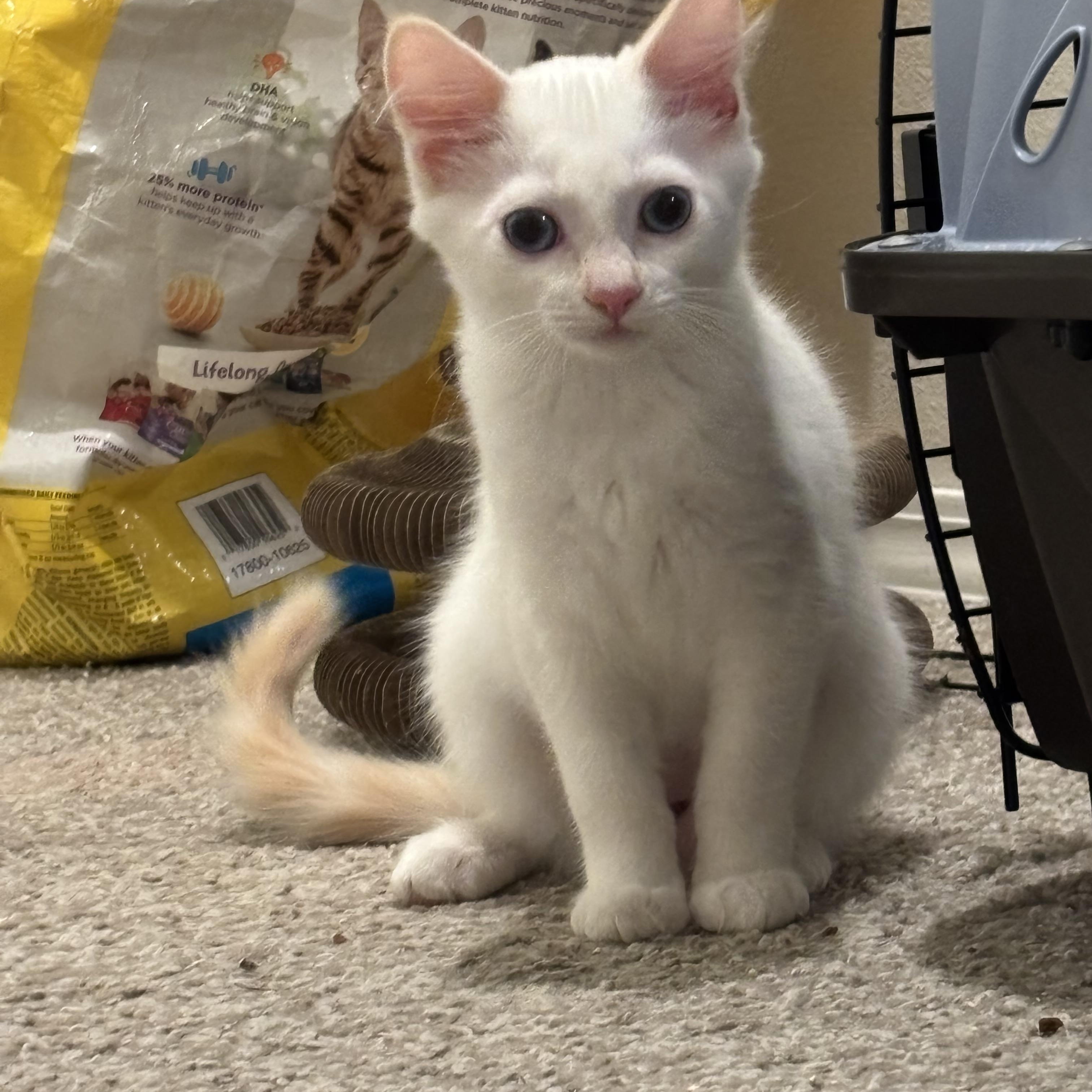 Enlarge Anastasia , an adopted mixed breed in Gig Harbor, WA image 2/6