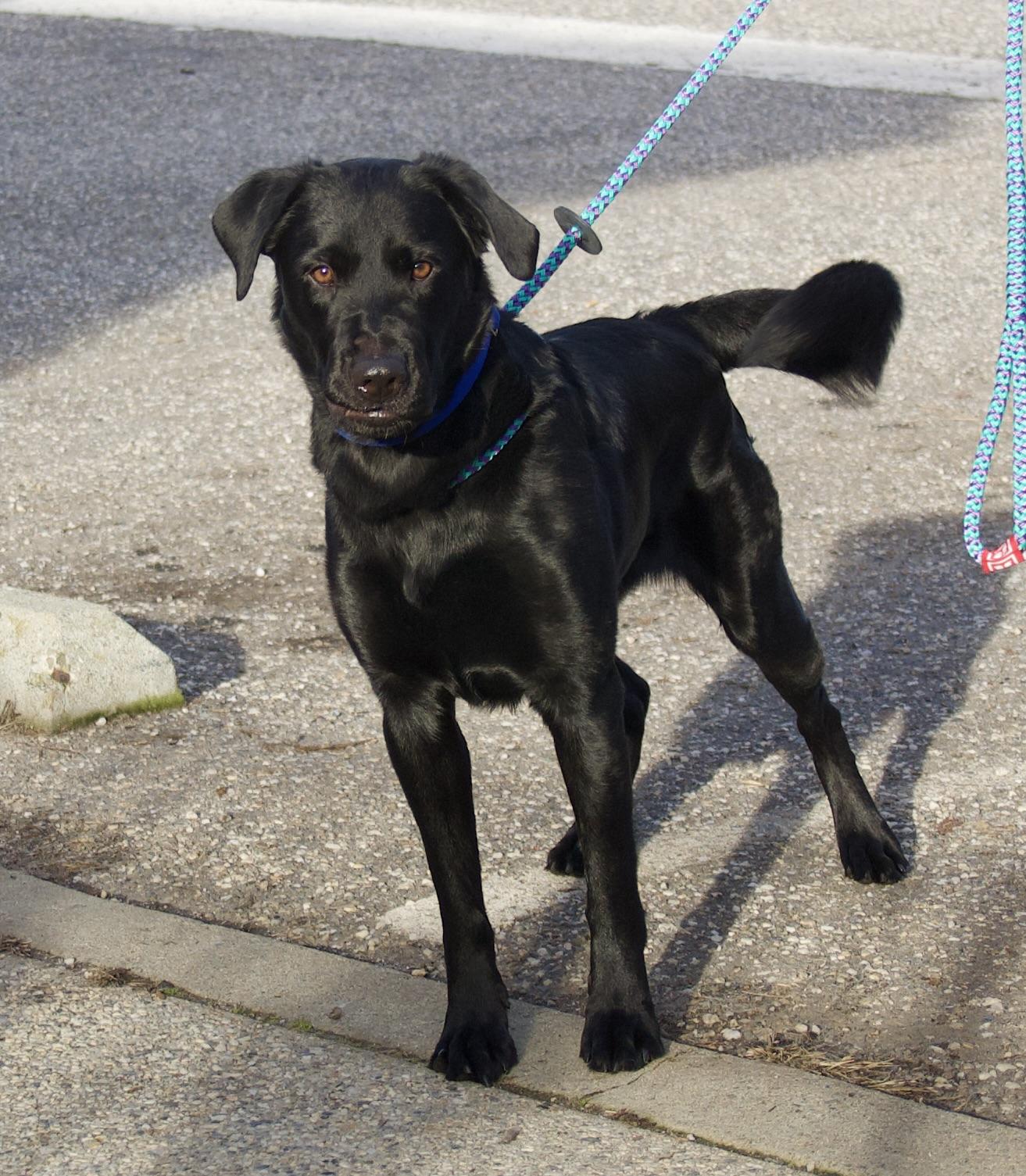Ozzy Osbourne, a Adoptable mixed breed in Grass Valley, CA image 1/5