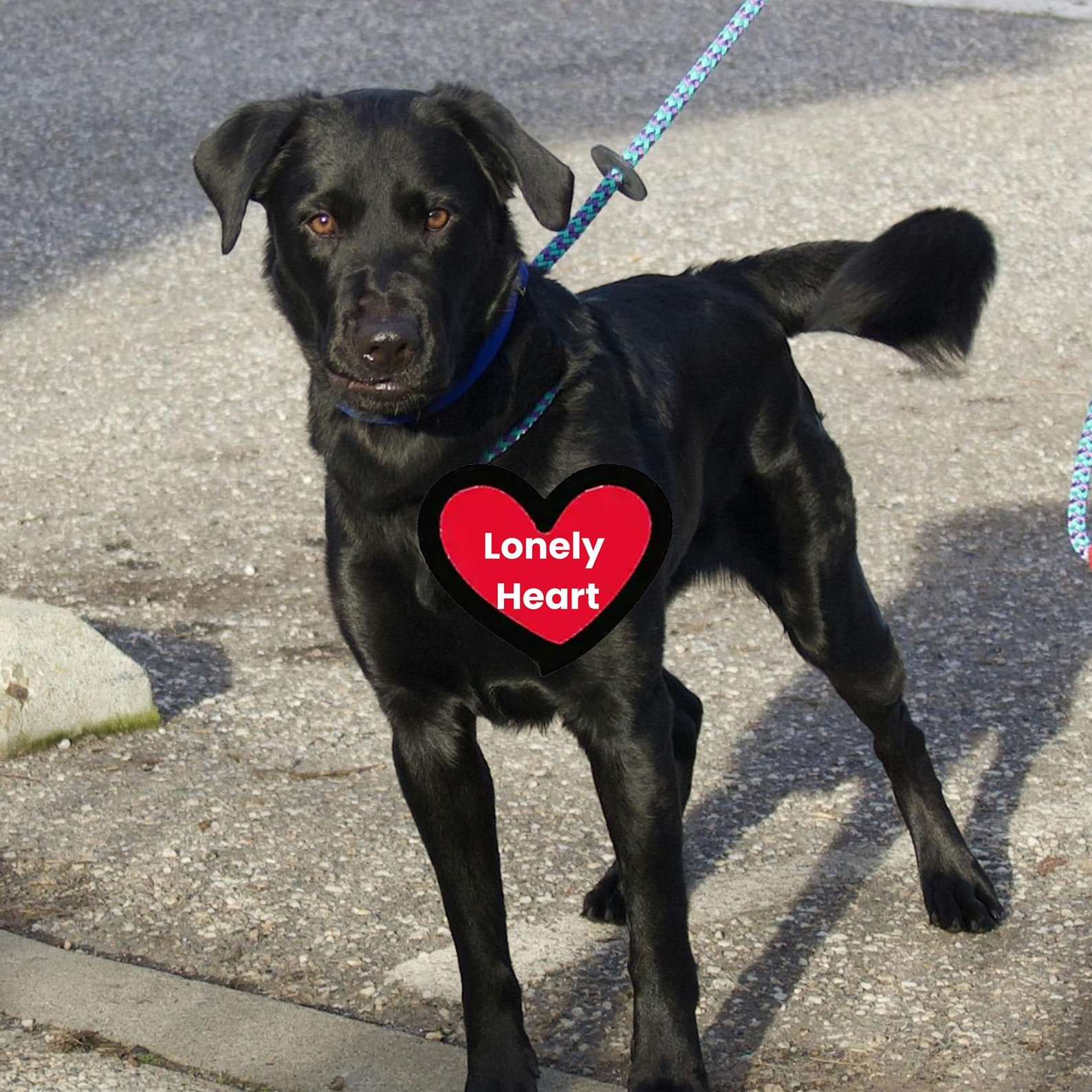 Ozzy Osbourne, Adoptable, Adult Male Black Labrador Retriever.