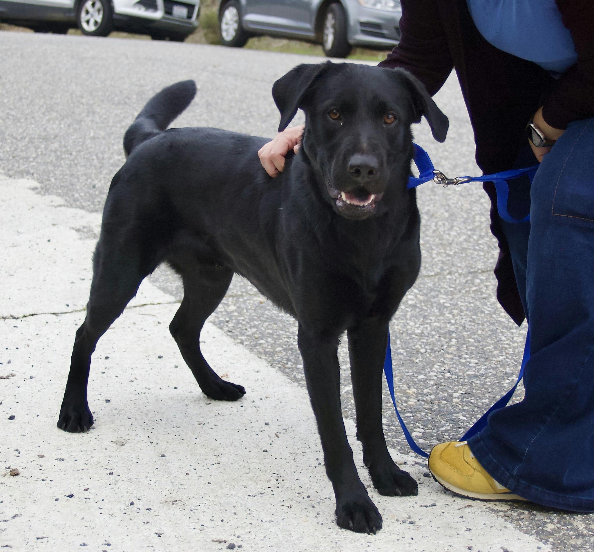 Ozzy Osbourne, Adoptable, Adult Male Black Labrador Retriever.