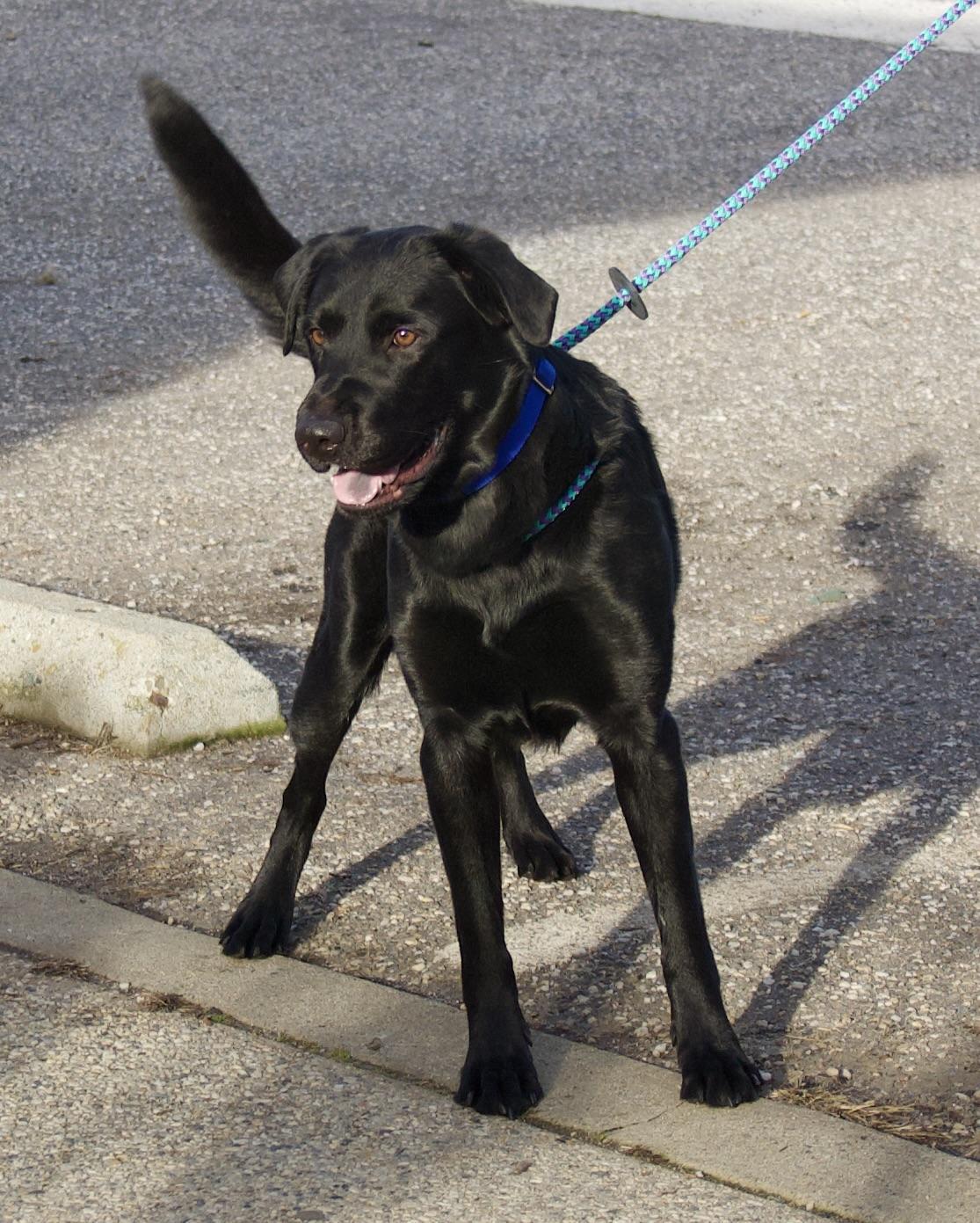 Enlarge Ozzy Osbourne, a Adoptable mixed breed in Grass Valley, CA image 1/3