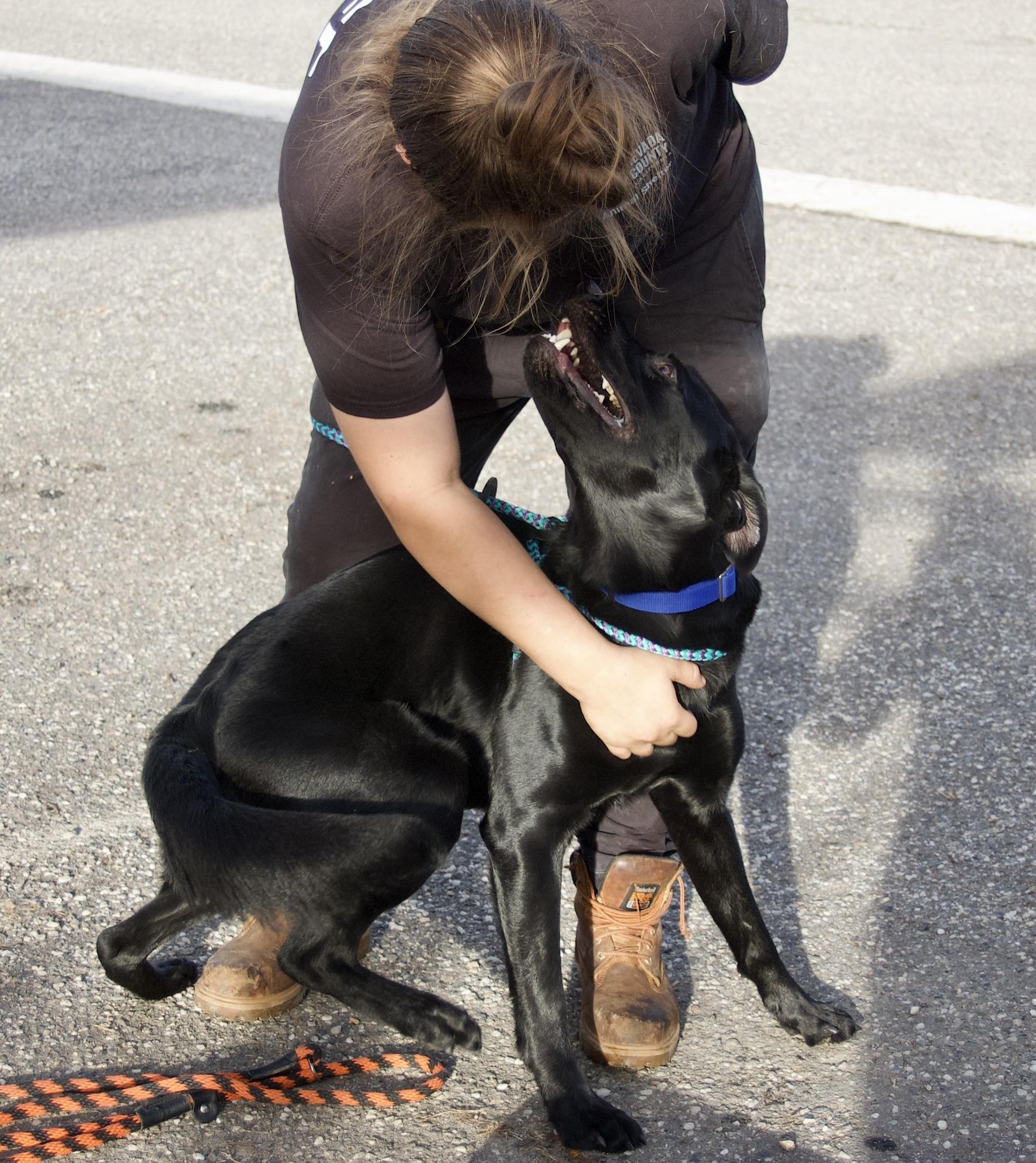 Enlarge Ozzy Osbourne, a Adoptable mixed breed in Grass Valley, CA image 2/3