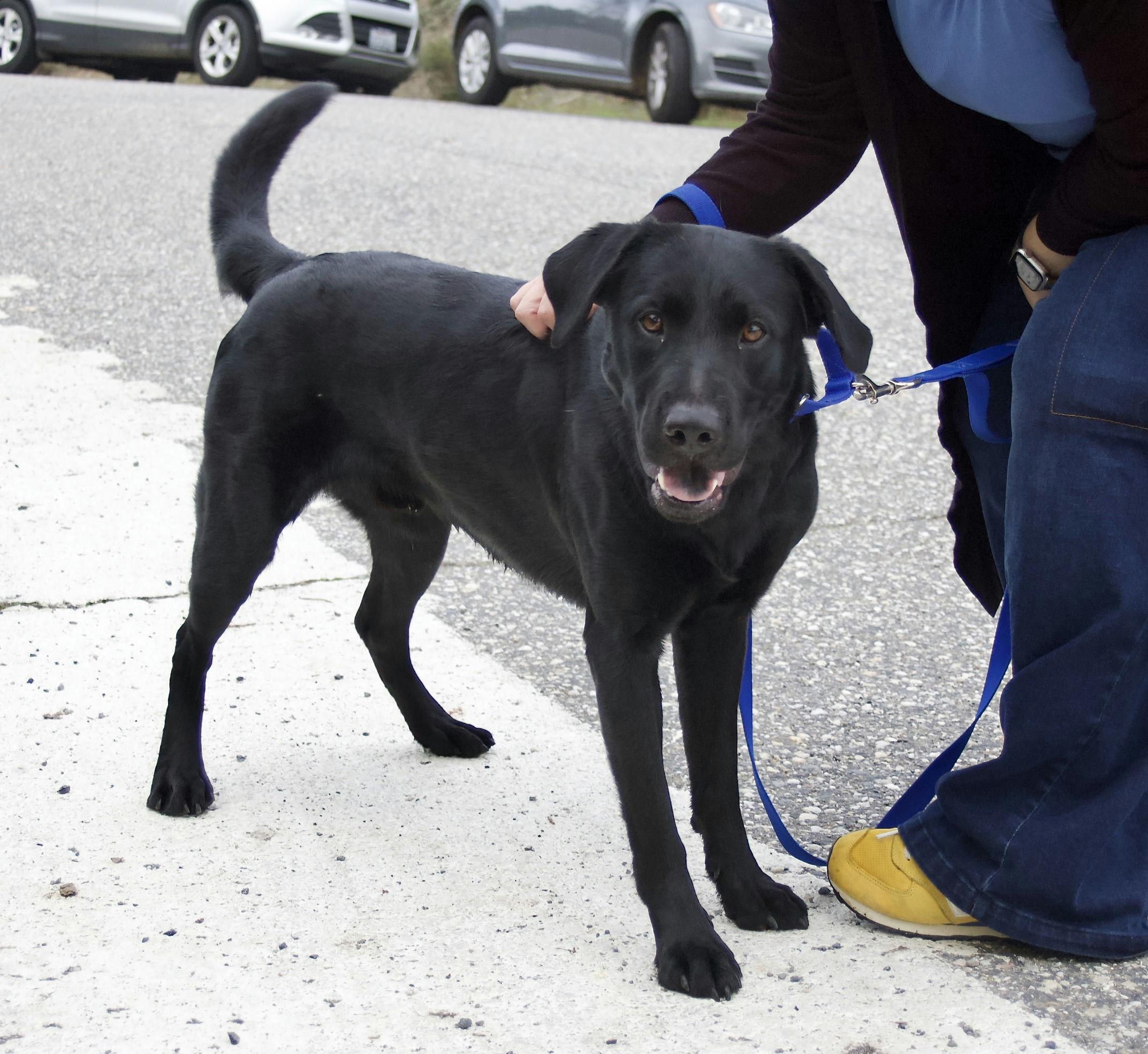 Ozzy Osbourne, a Adoptable mixed breed in Grass Valley, CA image 5/5