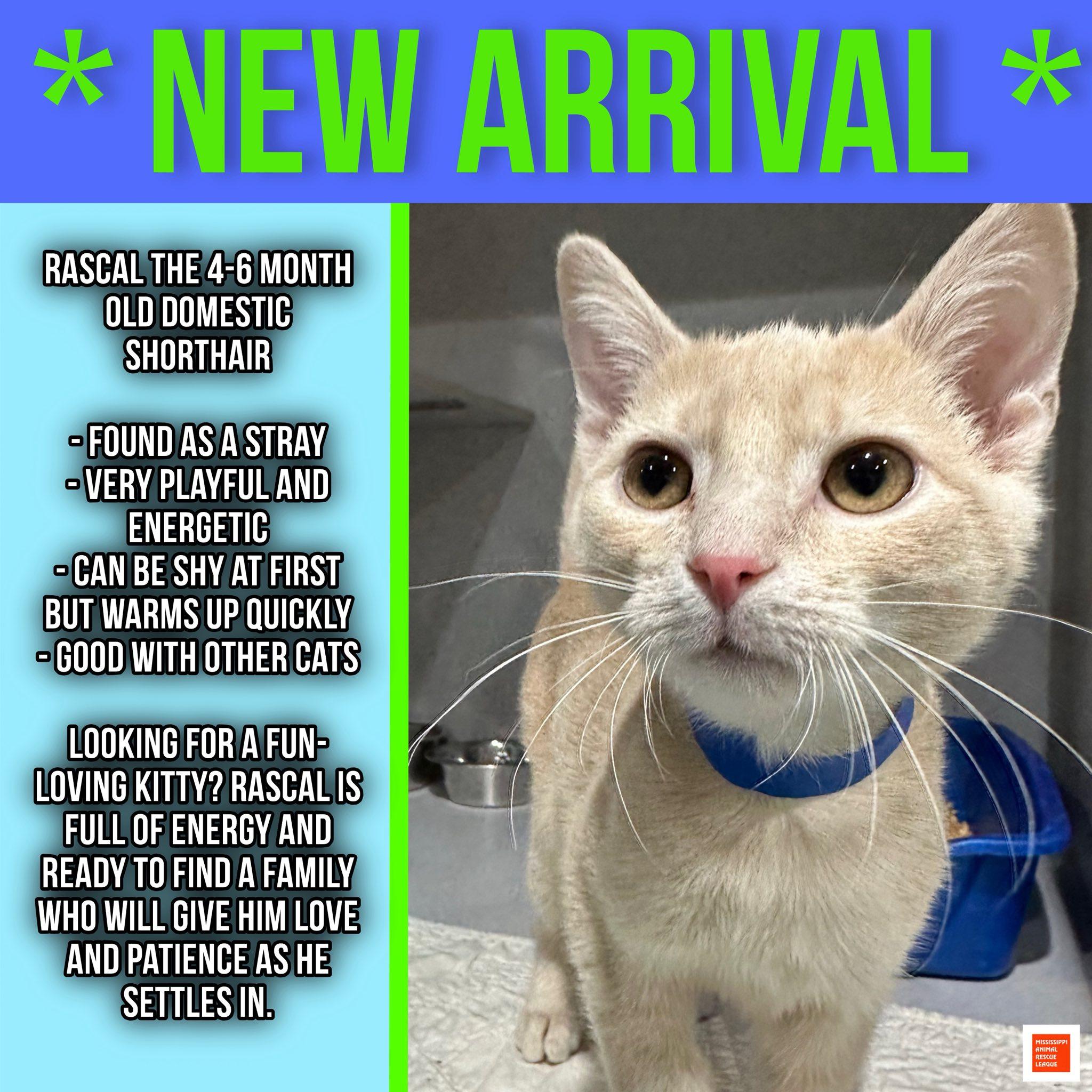 Rascal, ADOPTABLE, Young Male Domestic Short Hair.