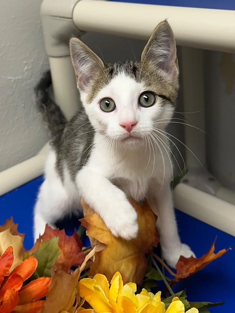8/21/25 - Apple Jack, Adoptable, Kitten Male Domestic Short Hair.