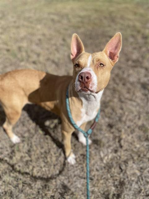 FLUFFY, Adoptable, Young Female Pit Bull Terrier & Mixed Breed.