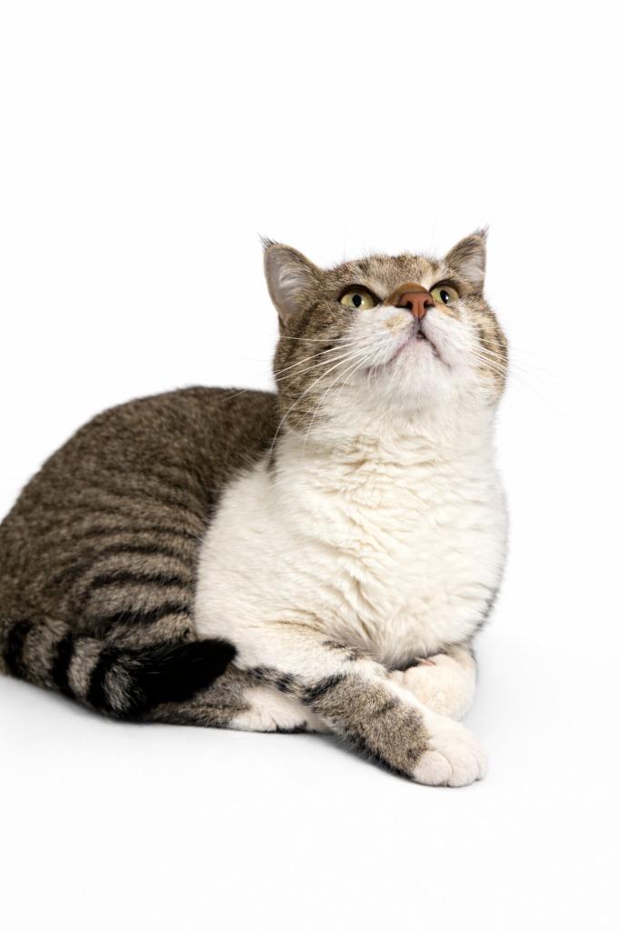 Louie, Adoptable, Adult Male Domestic Short Hair.