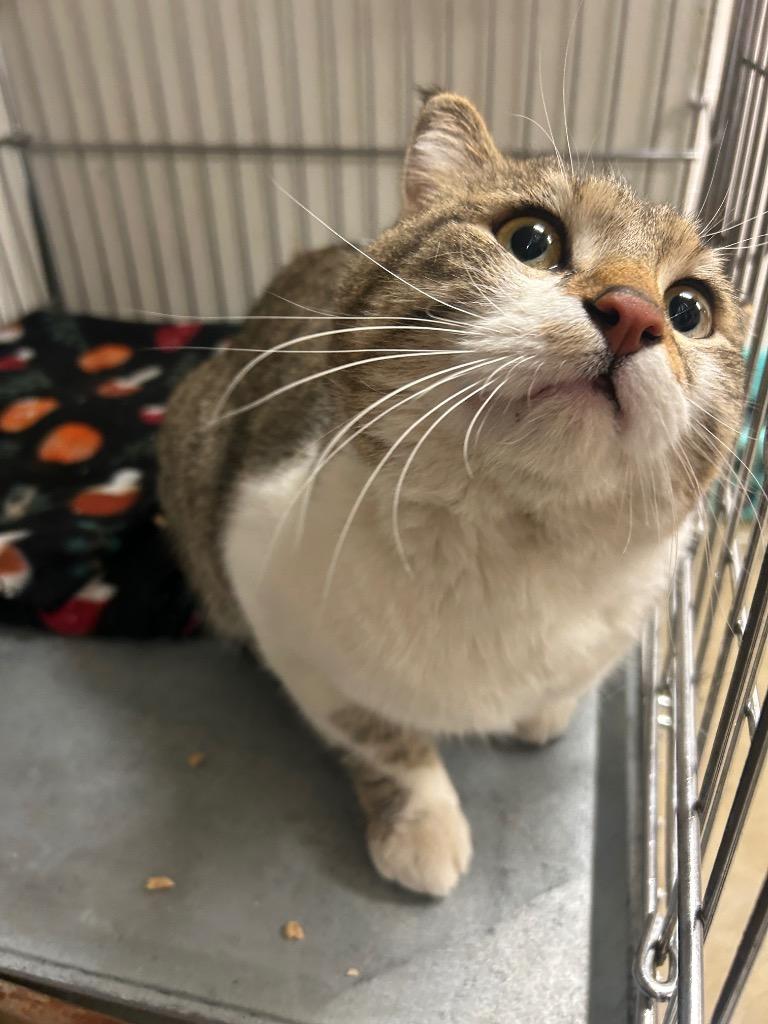 Enlarge Louie, a Adoptable mixed breed in Rock Springs, WY image 2/2