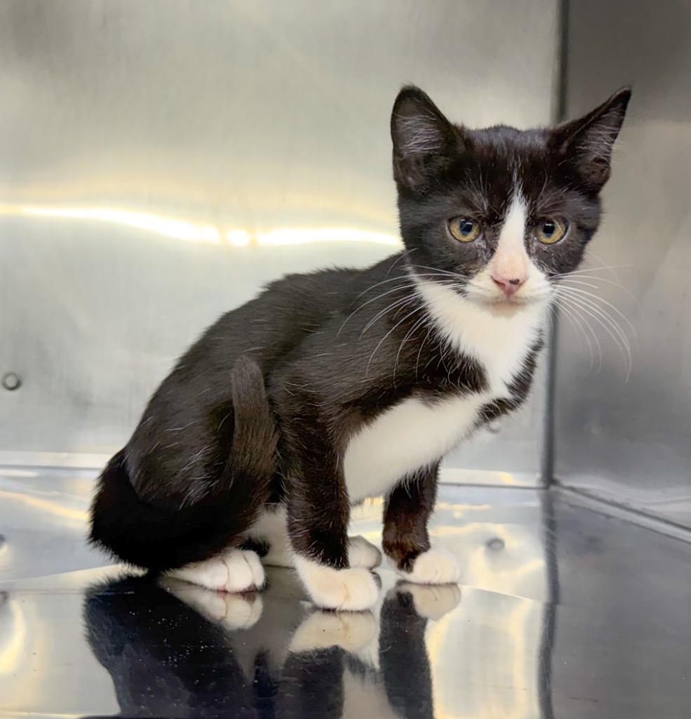Enlarge Carol, a Adoptable mixed breed in Murray, KY image 2/2
