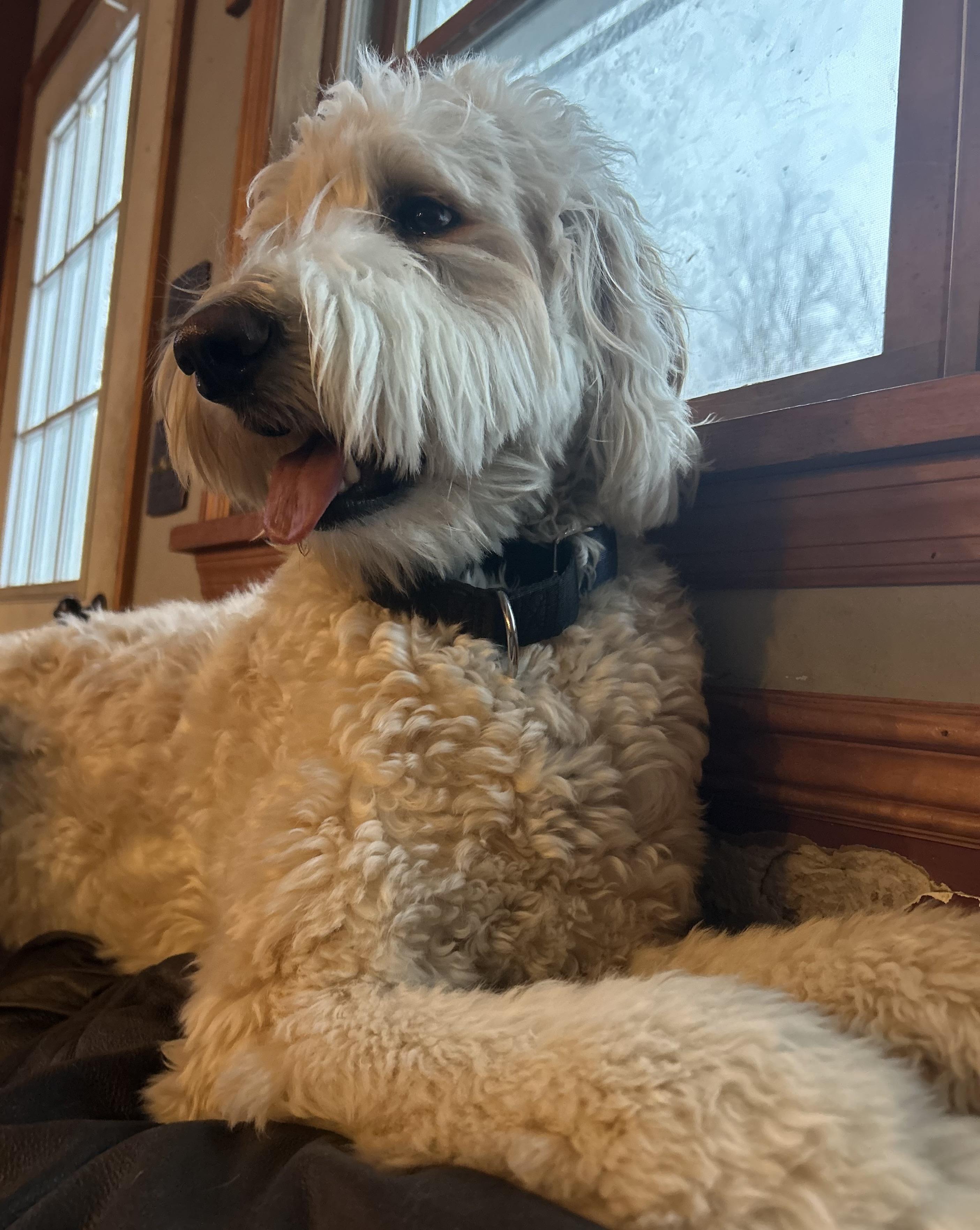Chester, a Adoptable Goldendoodle in Tyler Hill, PA image 2/2