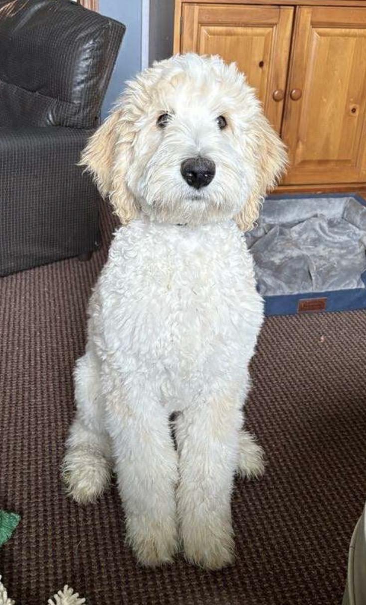 Chester, a Adoptable Goldendoodle in Tyler Hill, PA image 1/2