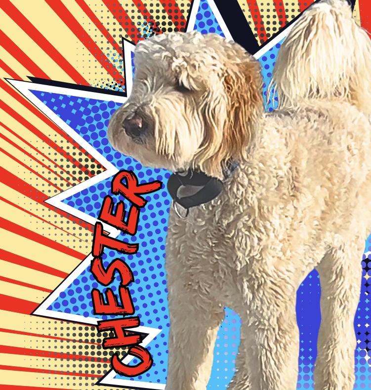 Enlarge Chester, a Adoptable Goldendoodle in Tyler Hill, PA image 1/3
