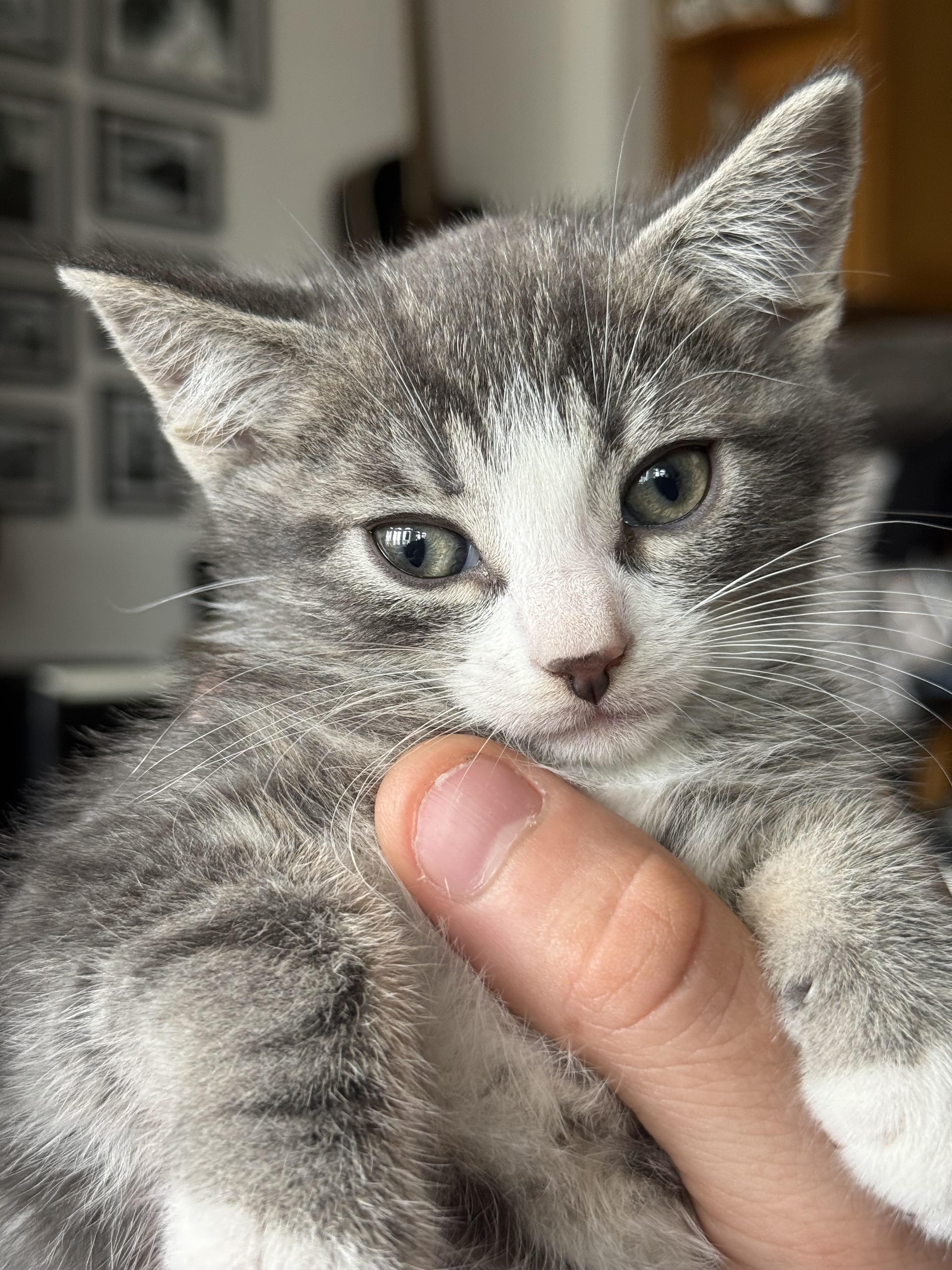 Enlarge Rocket, a Adopted Domestic Short Hair in San Francisco, CA image 1/6