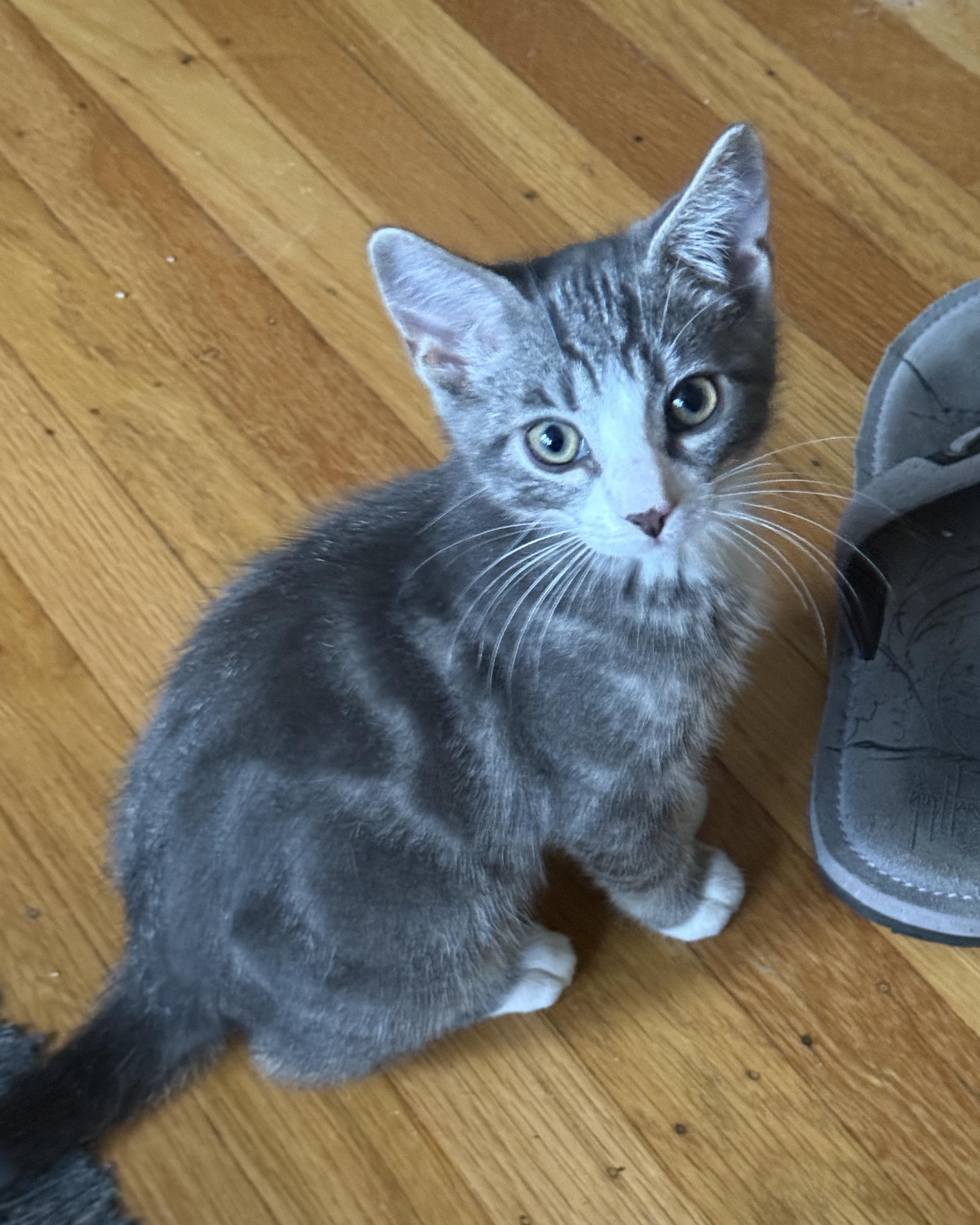 Enlarge Rocket, a Adopted Domestic Short Hair in San Francisco, CA image 3/6