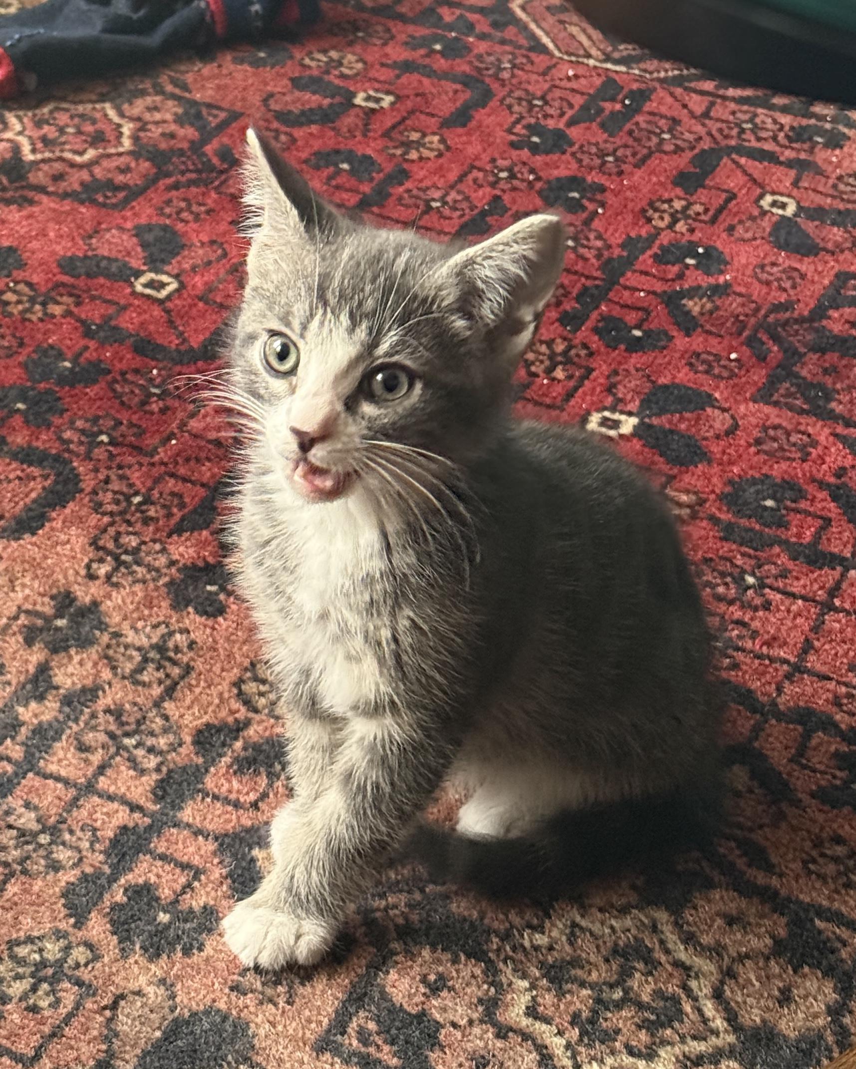 Enlarge Rocket, a Adopted Domestic Short Hair in San Francisco, CA image 4/6