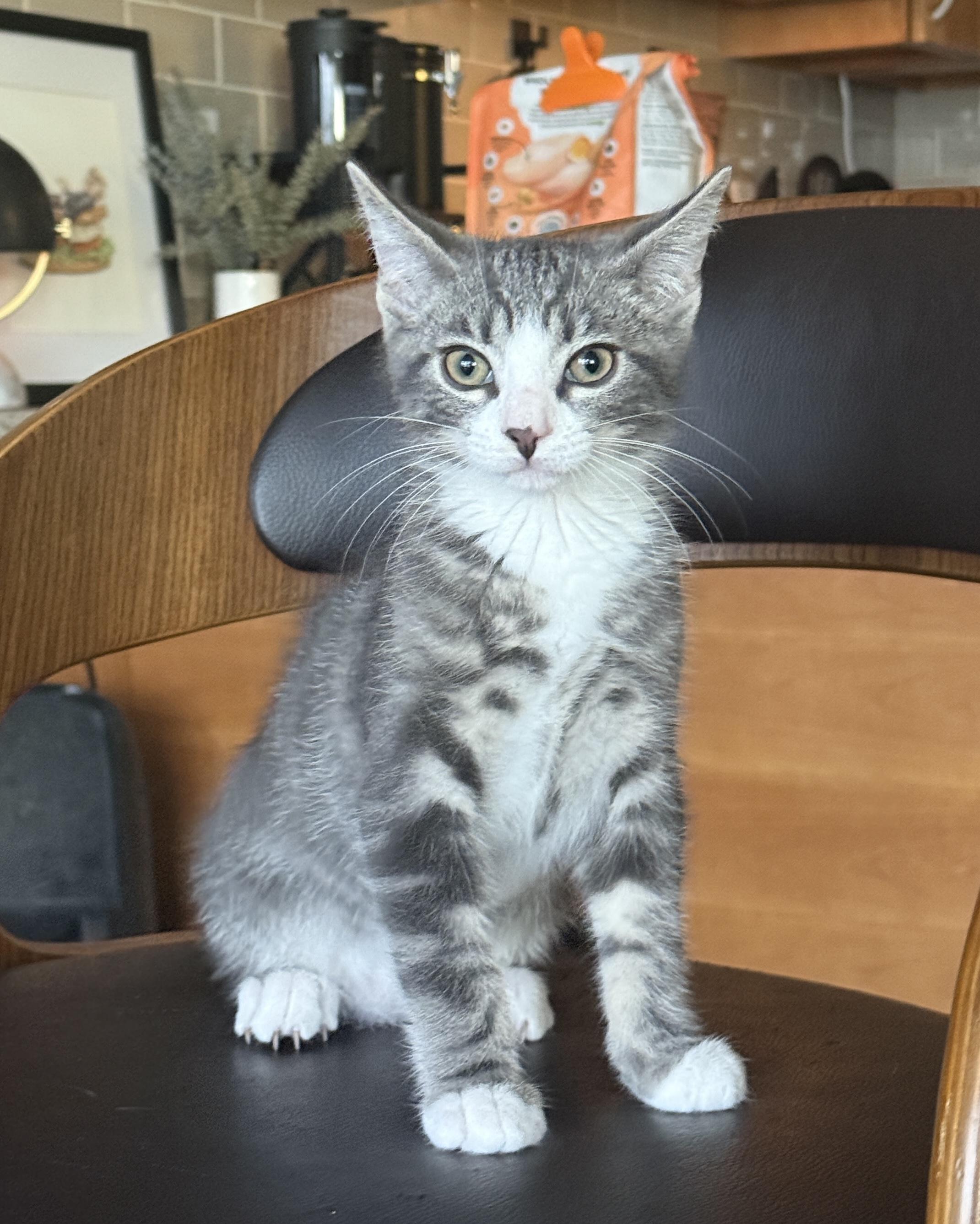 Enlarge Rocket, a Adopted Domestic Short Hair in San Francisco, CA image 6/6