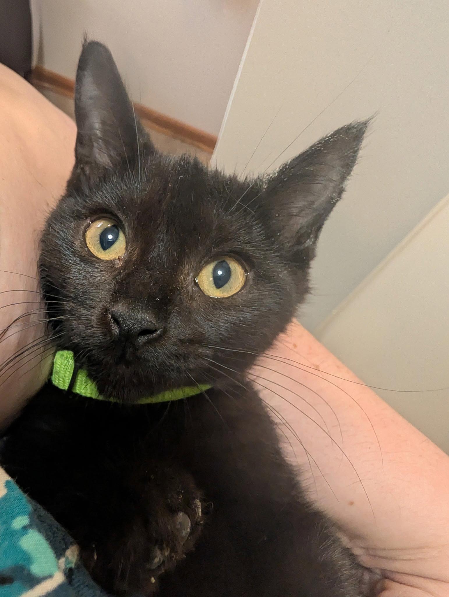 Romeo, Adoptable, Kitten Male Domestic Short Hair.