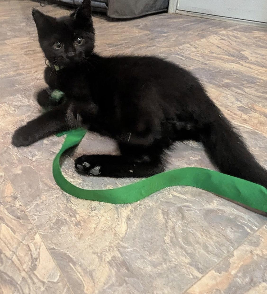 Romeo, a Adoptable Domestic Short Hair in Cuyahoga Falls, OH image 2/2
