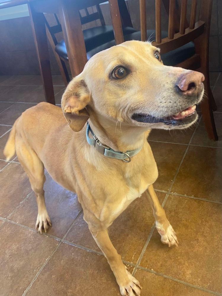 Paris, Adoptable, Adult Female Labrador Retriever & Greyhound.