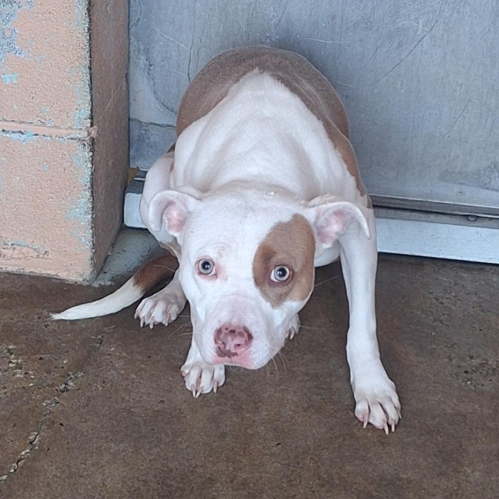 Nadia, Adoptable, Young Female Pit Bull Terrier.