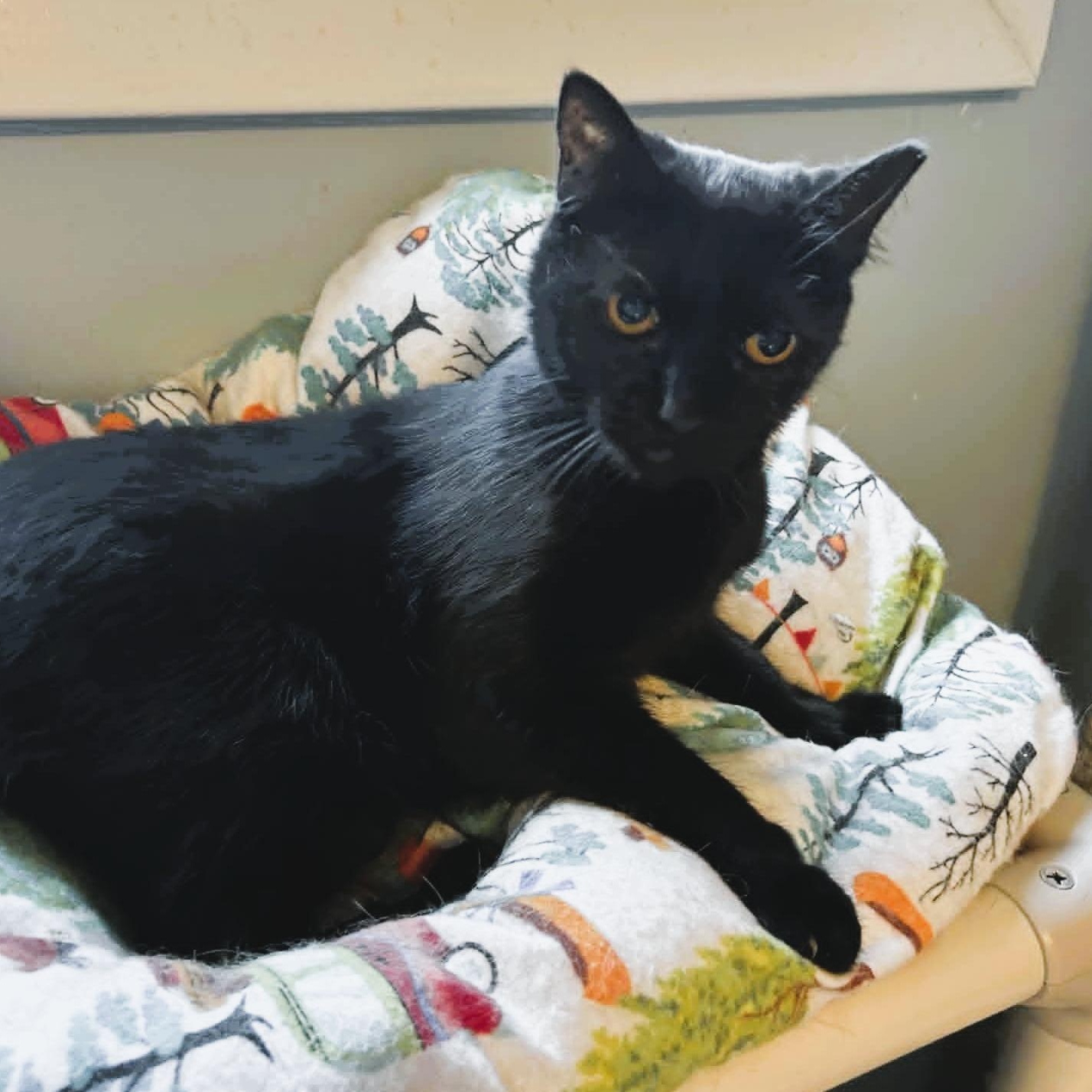 Enlarge Claudia, a ADOPTABLE Domestic Short Hair in Rochester, NY image 4/6