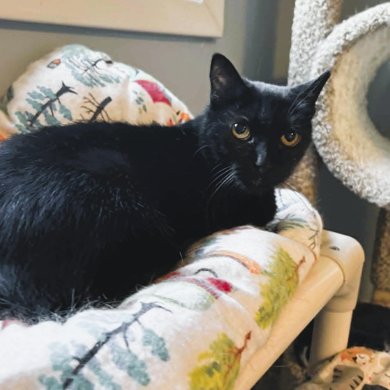 Enlarge Claudia, a ADOPTABLE Domestic Short Hair in Rochester, NY image 2/6