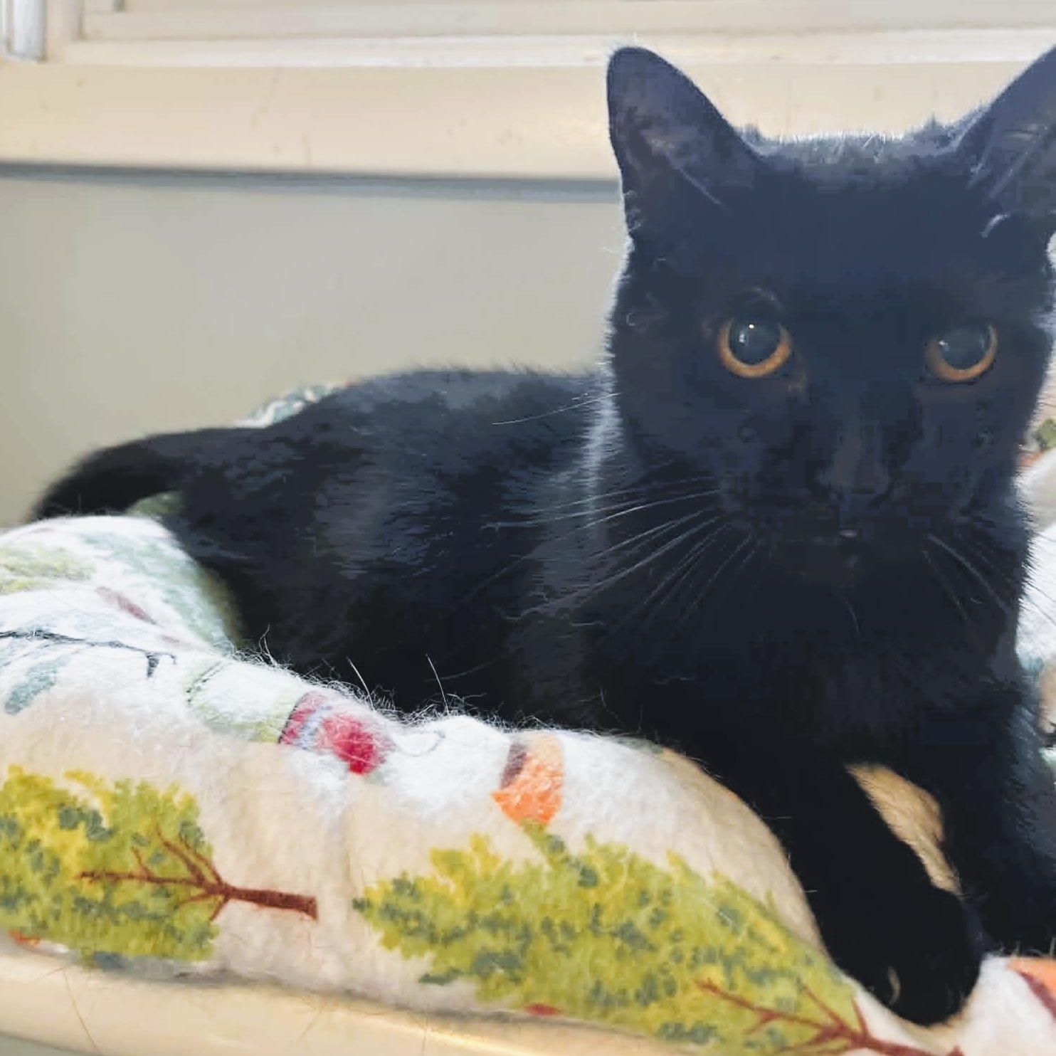 Enlarge Claudia, a ADOPTABLE Domestic Short Hair in Rochester, NY image 5/6