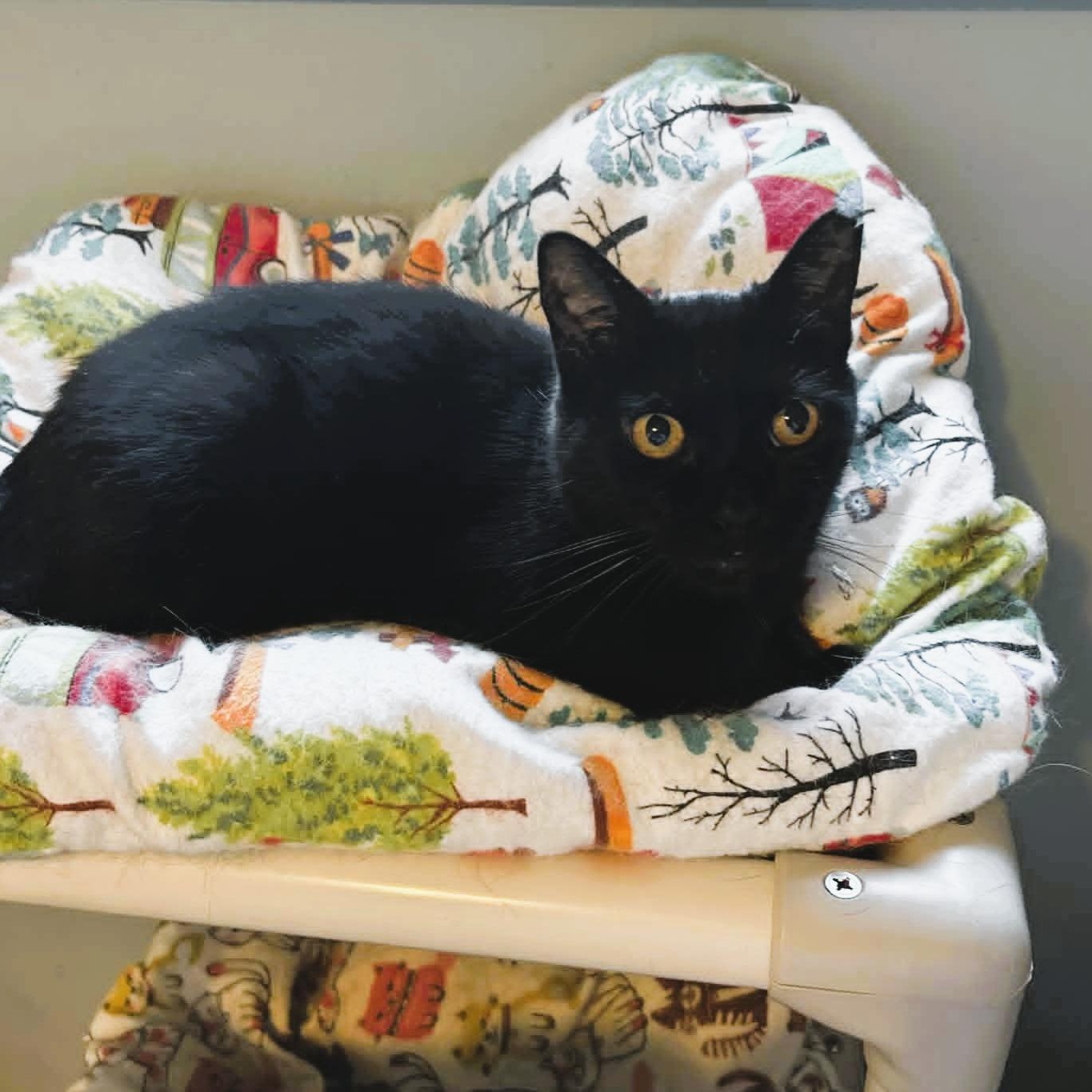 Claudia, ADOPTABLE, Young Female Domestic Short Hair.