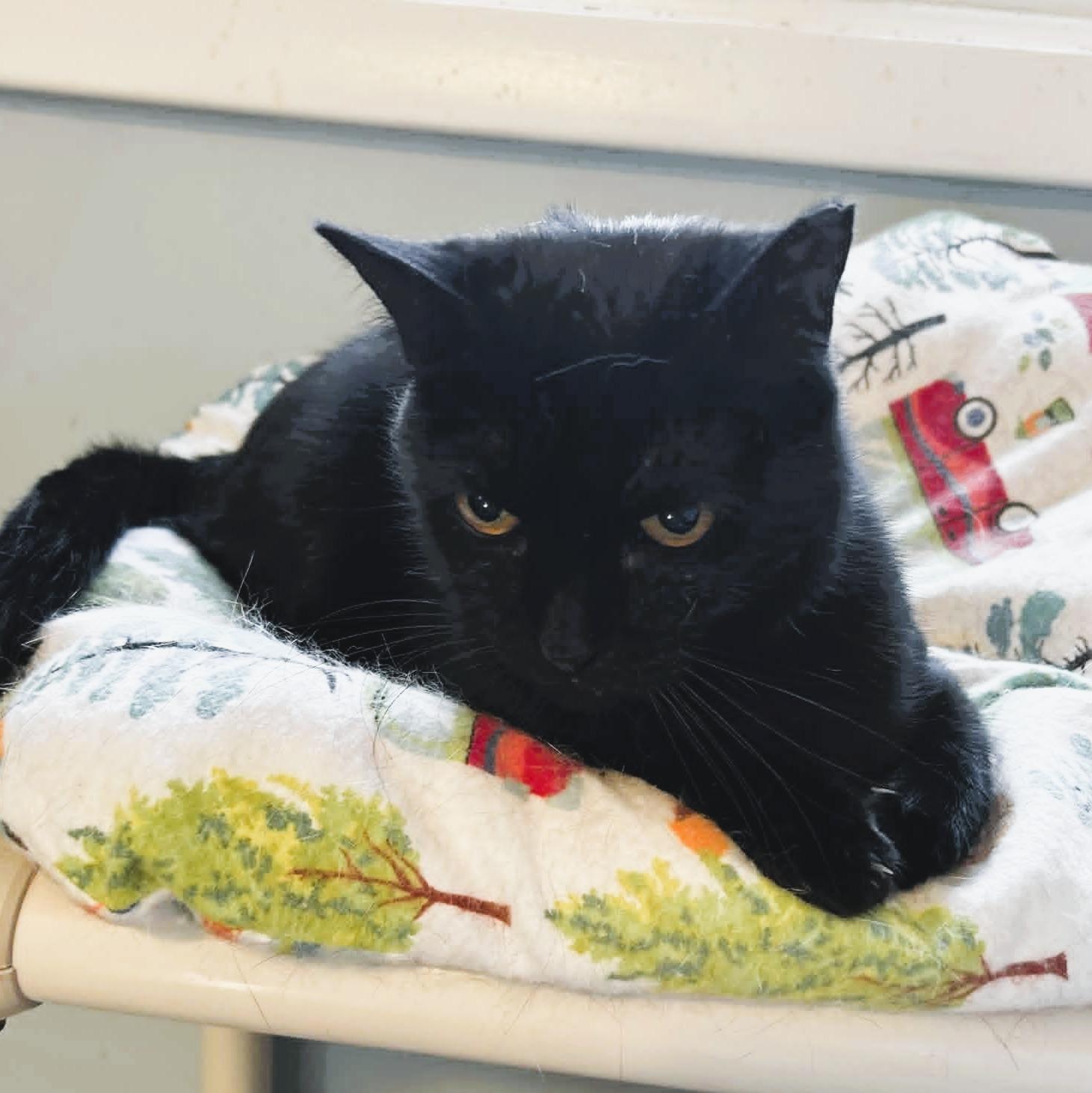 Enlarge Claudia, a ADOPTABLE Domestic Short Hair in Rochester, NY image 6/6